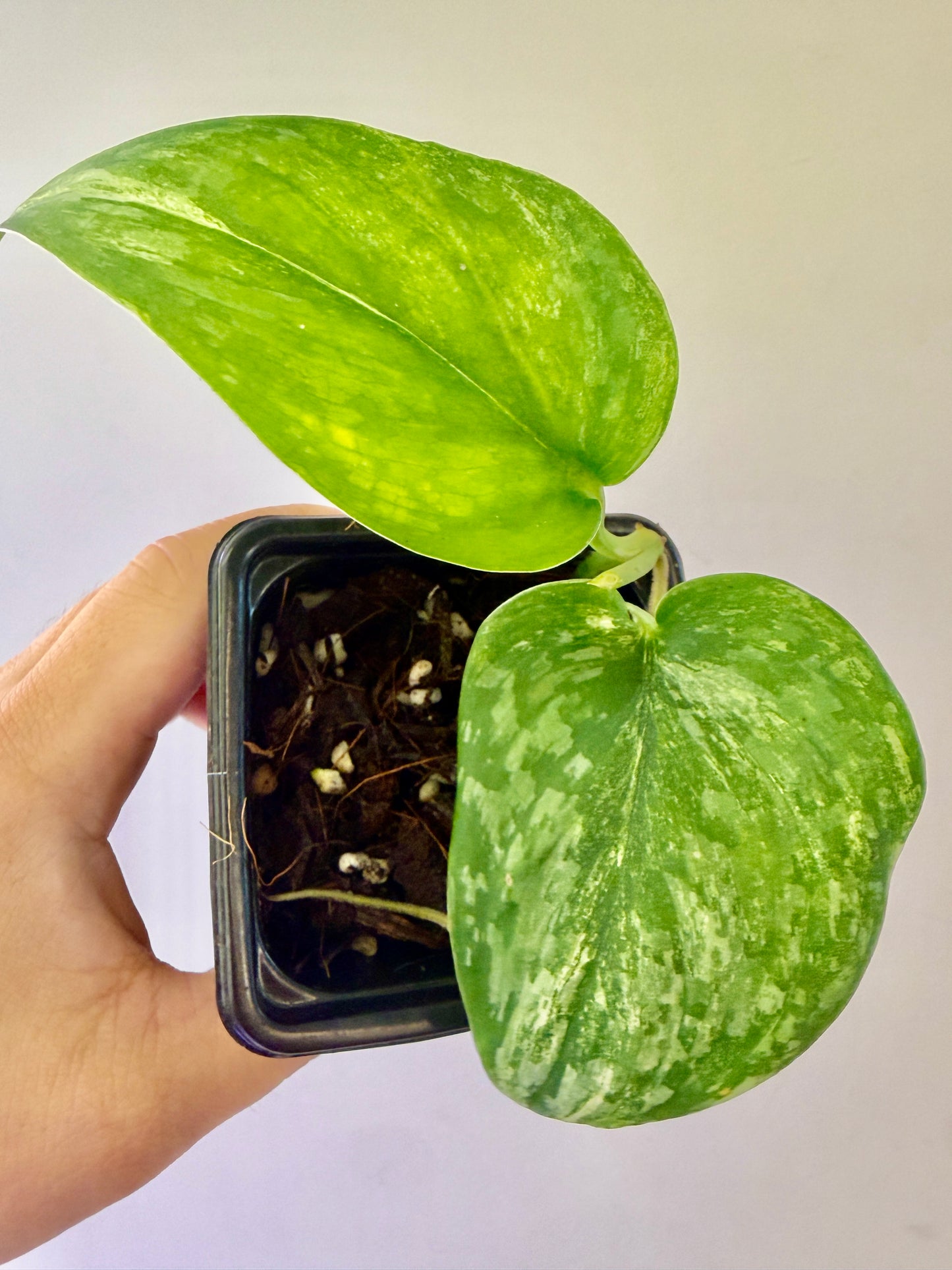 A34 - Scindapsus Permata