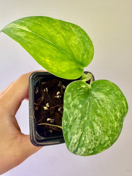 A34 - Scindapsus Permata