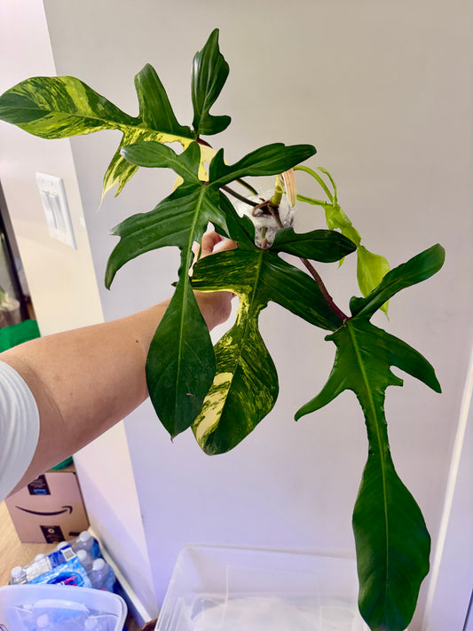 Philodendron Florida Beauty Variegated - 01