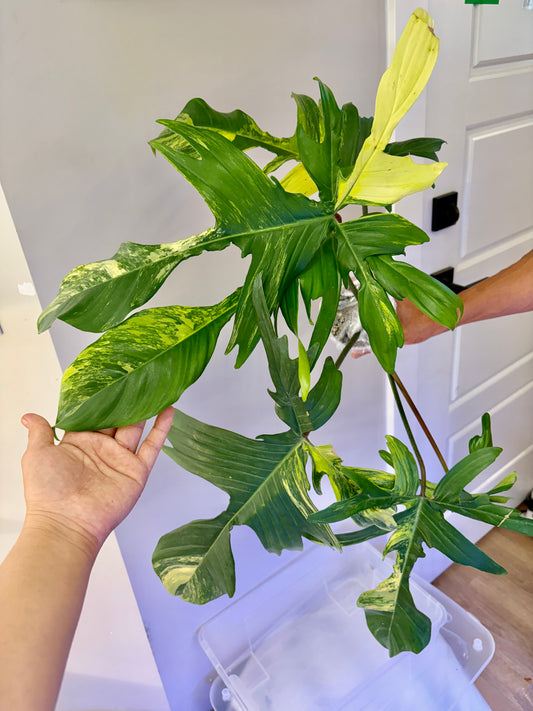 Philodendron Florida Beauty Variegated- 02
