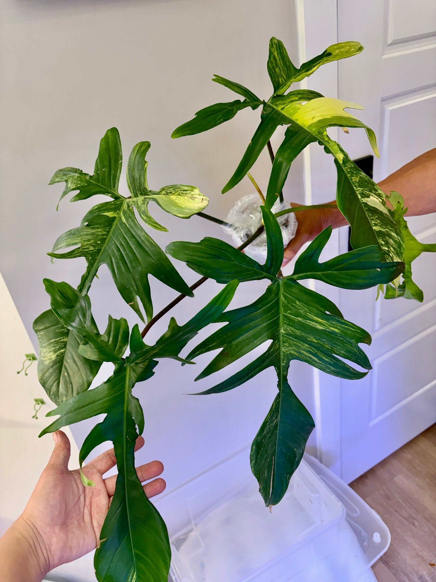 Philodendron Florida Beauty Variegated- 03