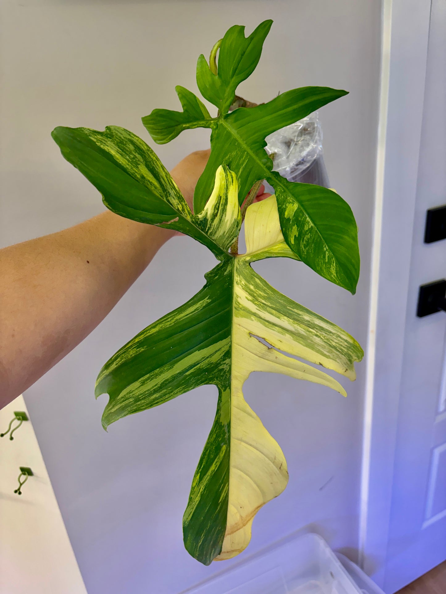 Philodendron Florida Beauty Variegated- 05