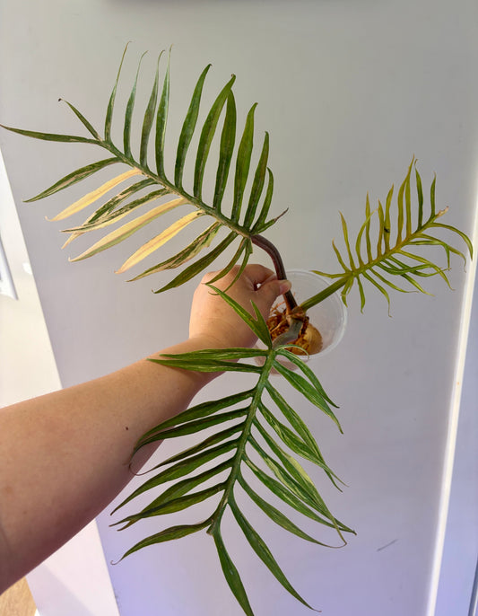 Philodendron Tortum Variegated (original)