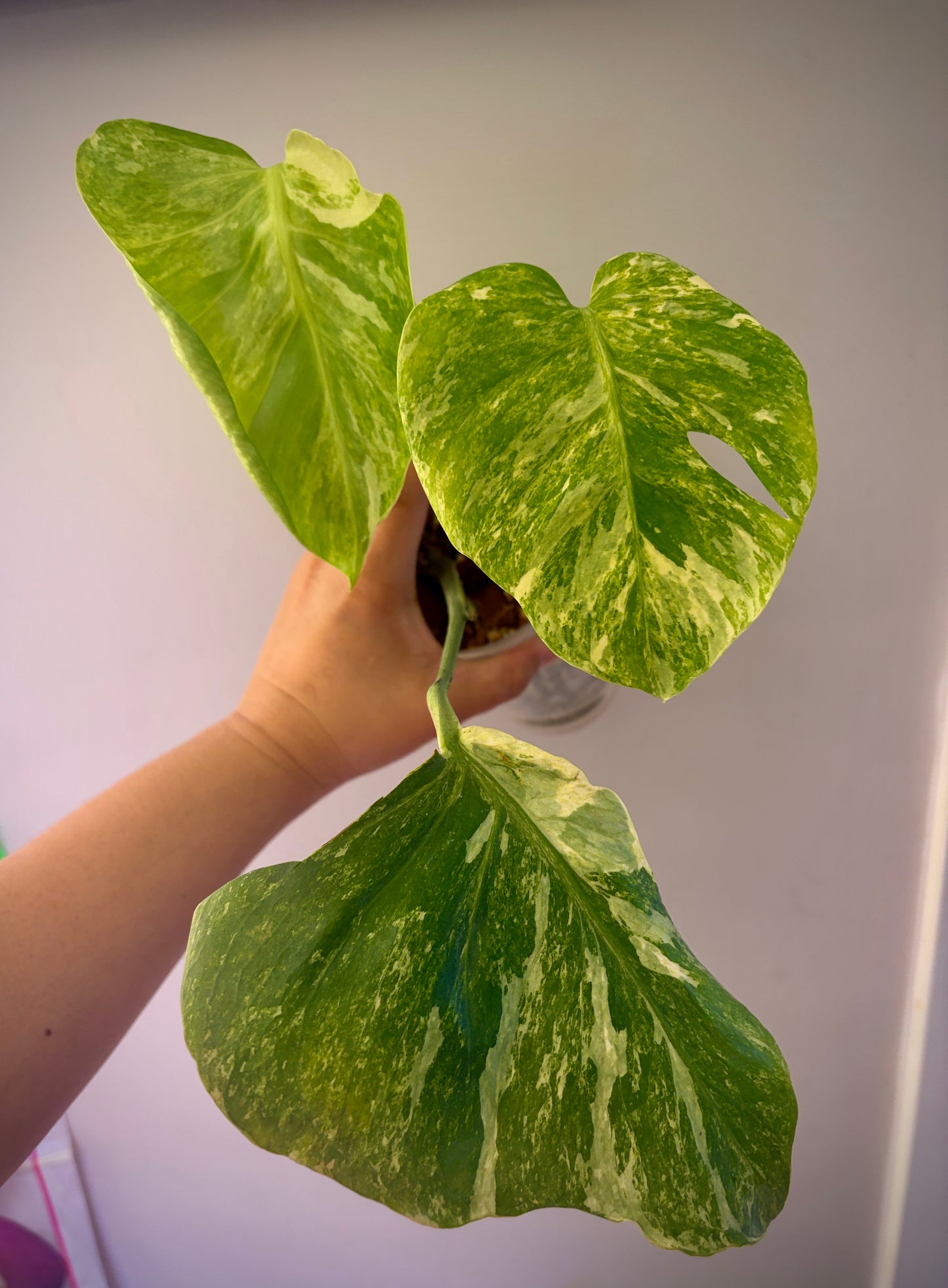 Monstera Ocean Mint (3 leaves)
