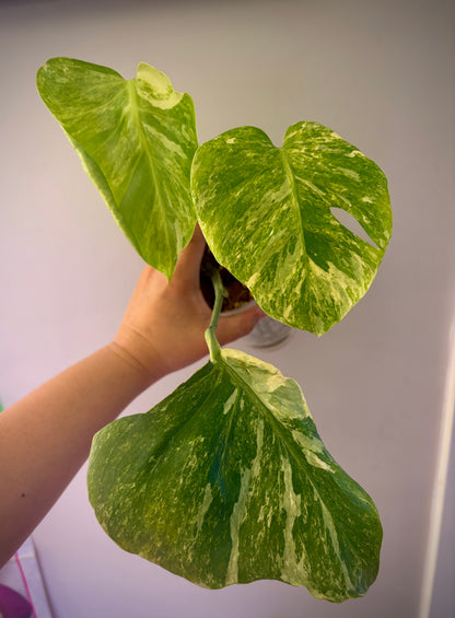 Monstera Ocean Mint (3 leaves)