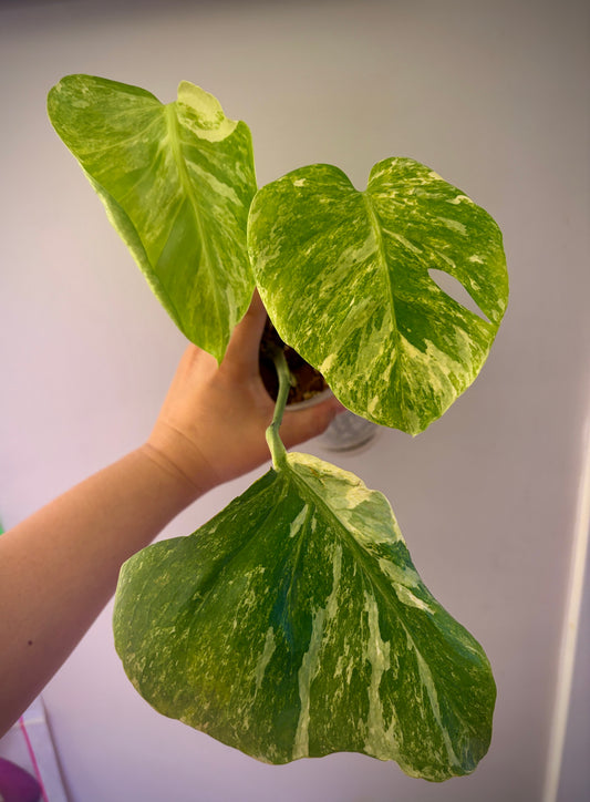 Monstera Ocean Mint (3 leaves)