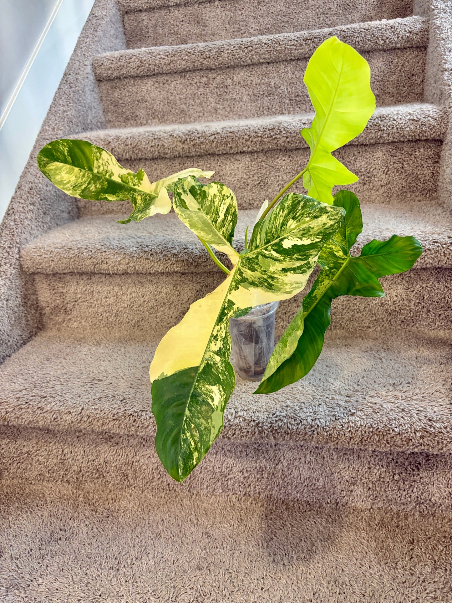 #1 Philodendron Florida Beauty x Paraiso Verde Variegated (4 l+1 leaves) Purge