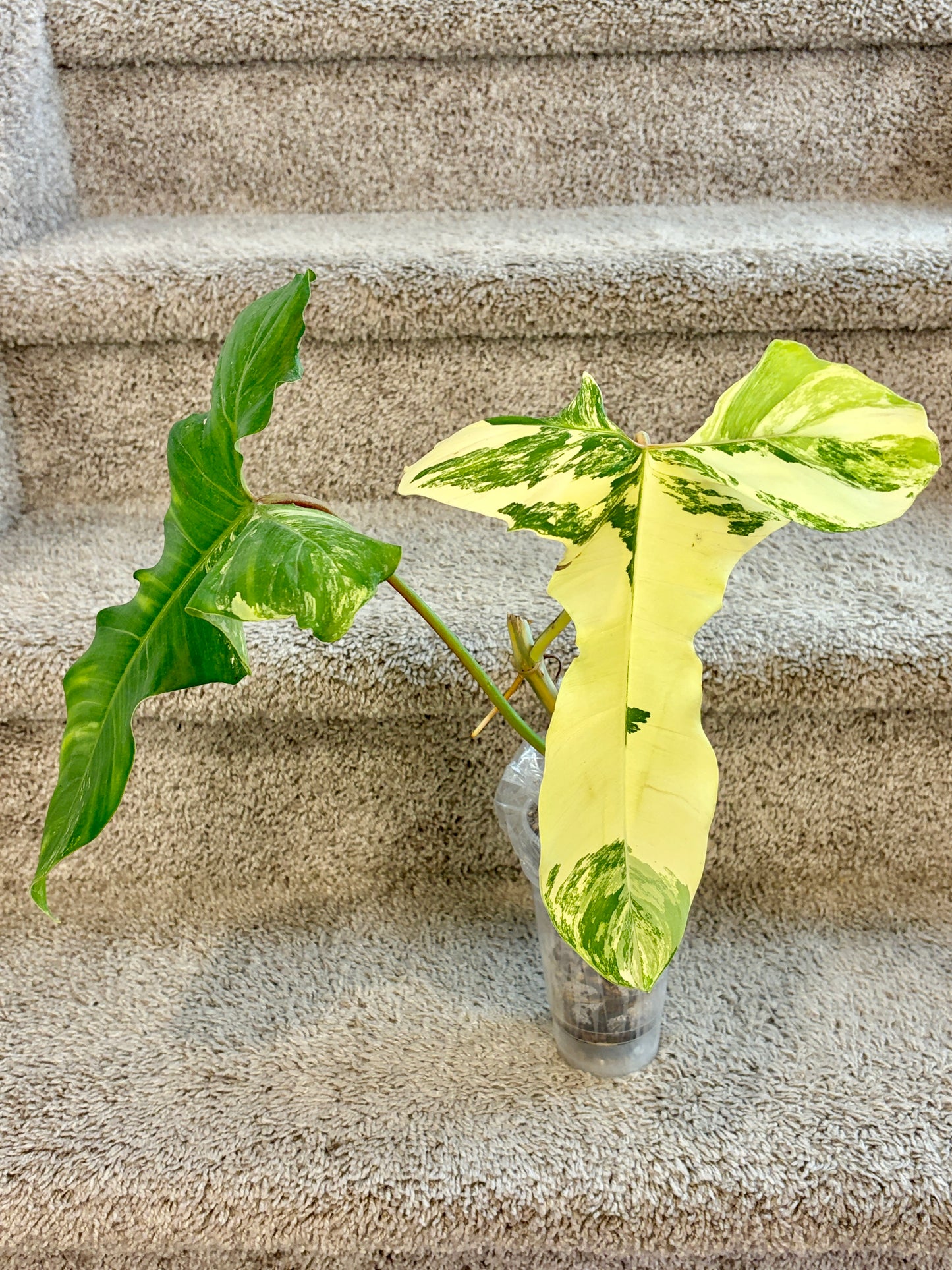 #2 Philodendron Florida Beauty x Paraiso Verde Variegated (2 leaves) Purge