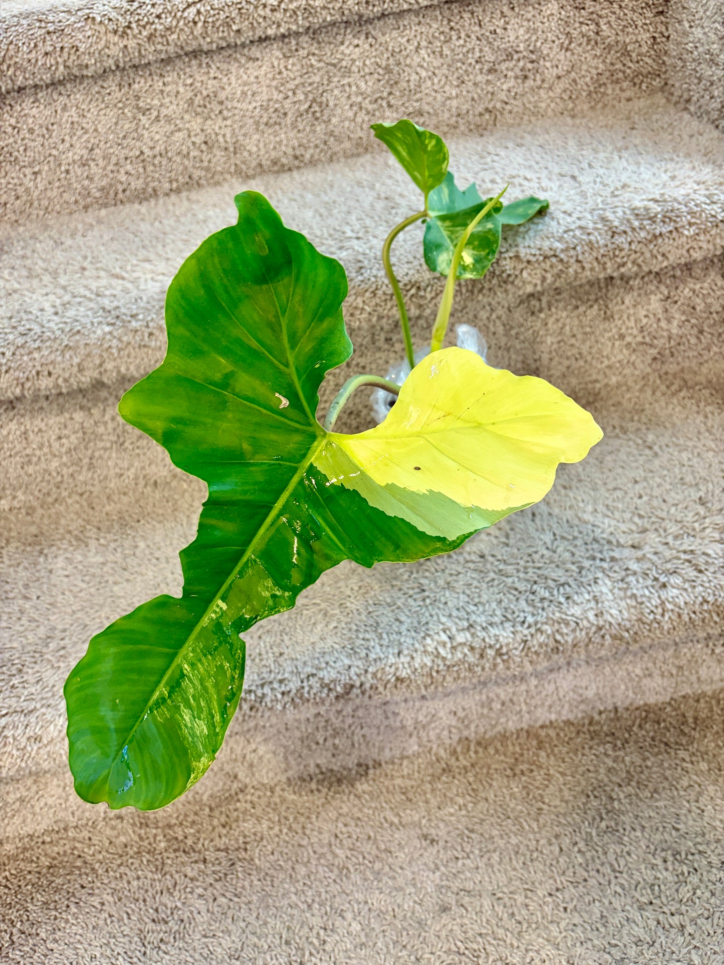 #3 Philodendron Florida Beauty x Paraiso Verde Variegated (2+1 leaves) Purge