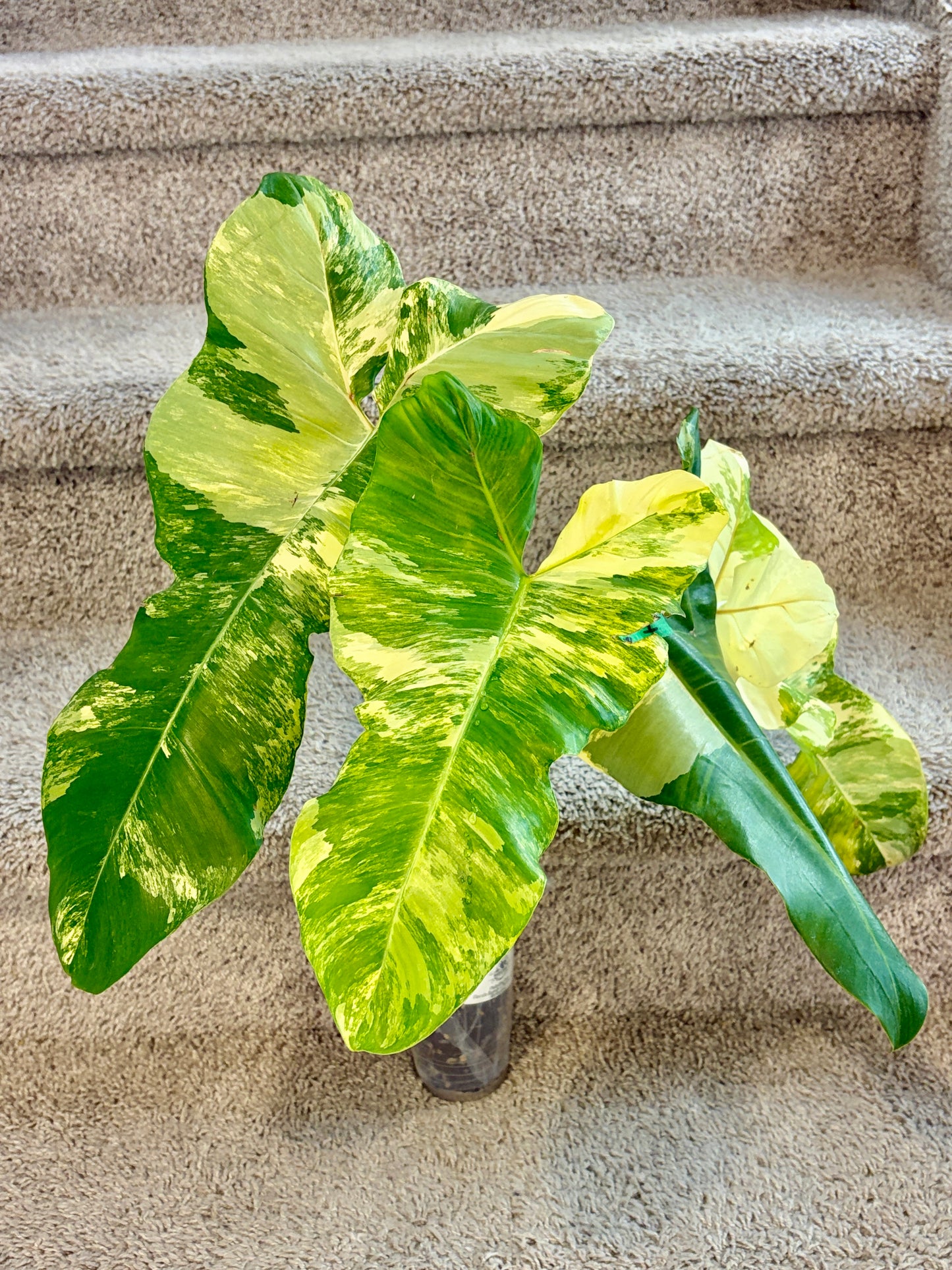 #4 Philodendron Florida Beauty x Paraiso Verde Variegated (4 l+1 BIG leaves) Purge