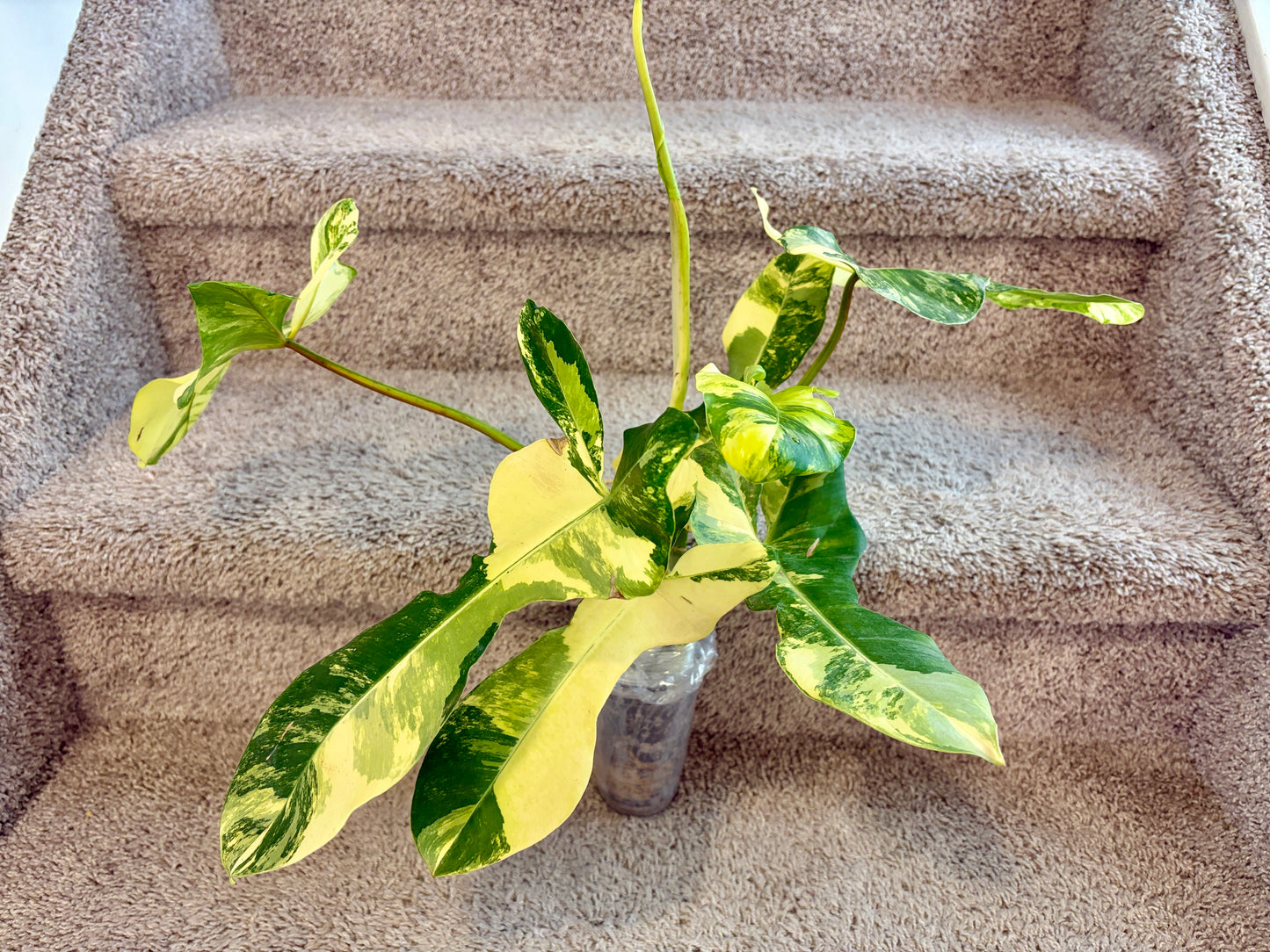 #5 Philodendron Florida Beauty x Paraiso Verde Variegated (7+1 leaves) Purge