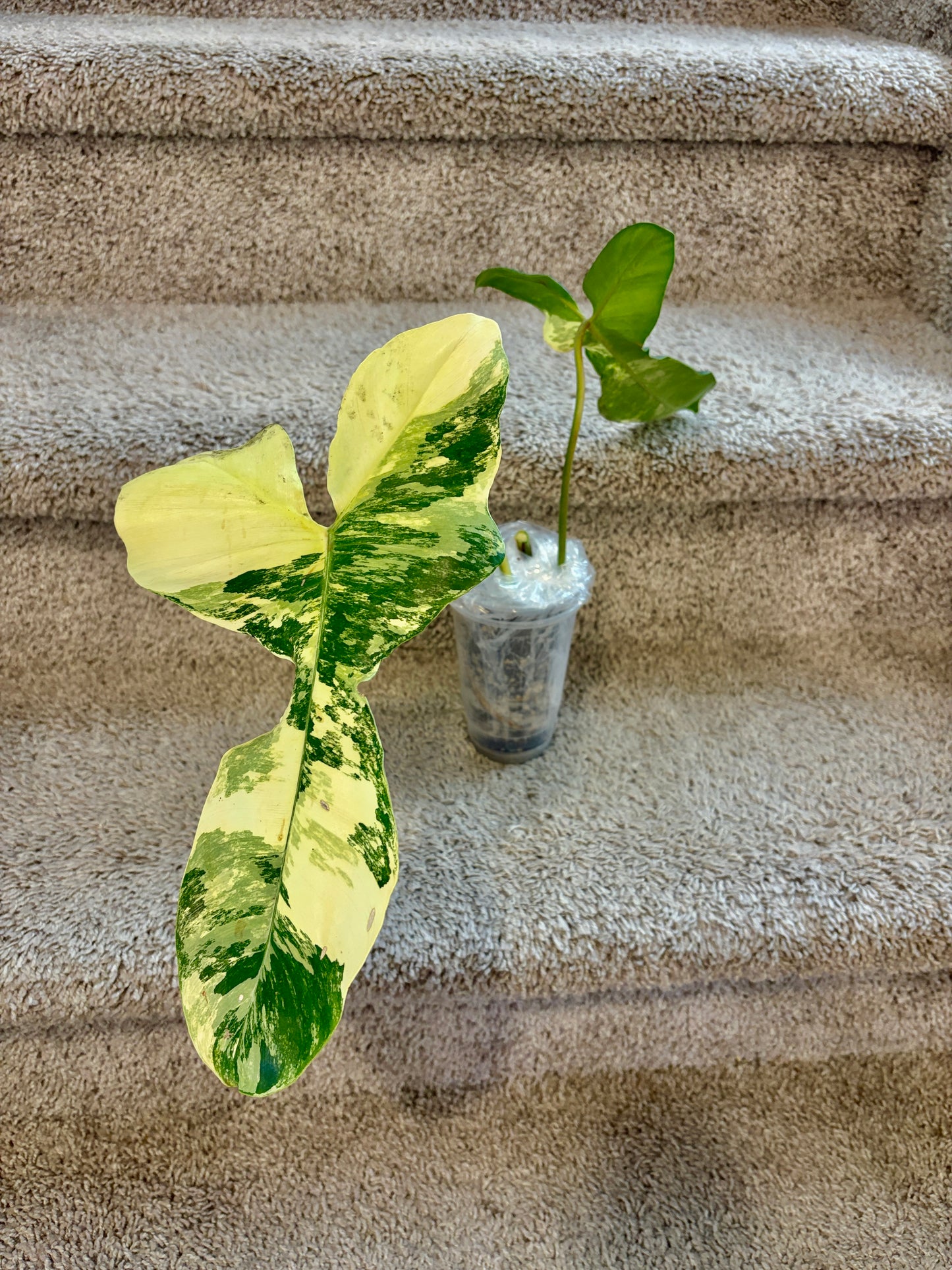 #6 Philodendron Florida Beauty x Paraiso Verde Variegated (4 l+1 leaves) Purge