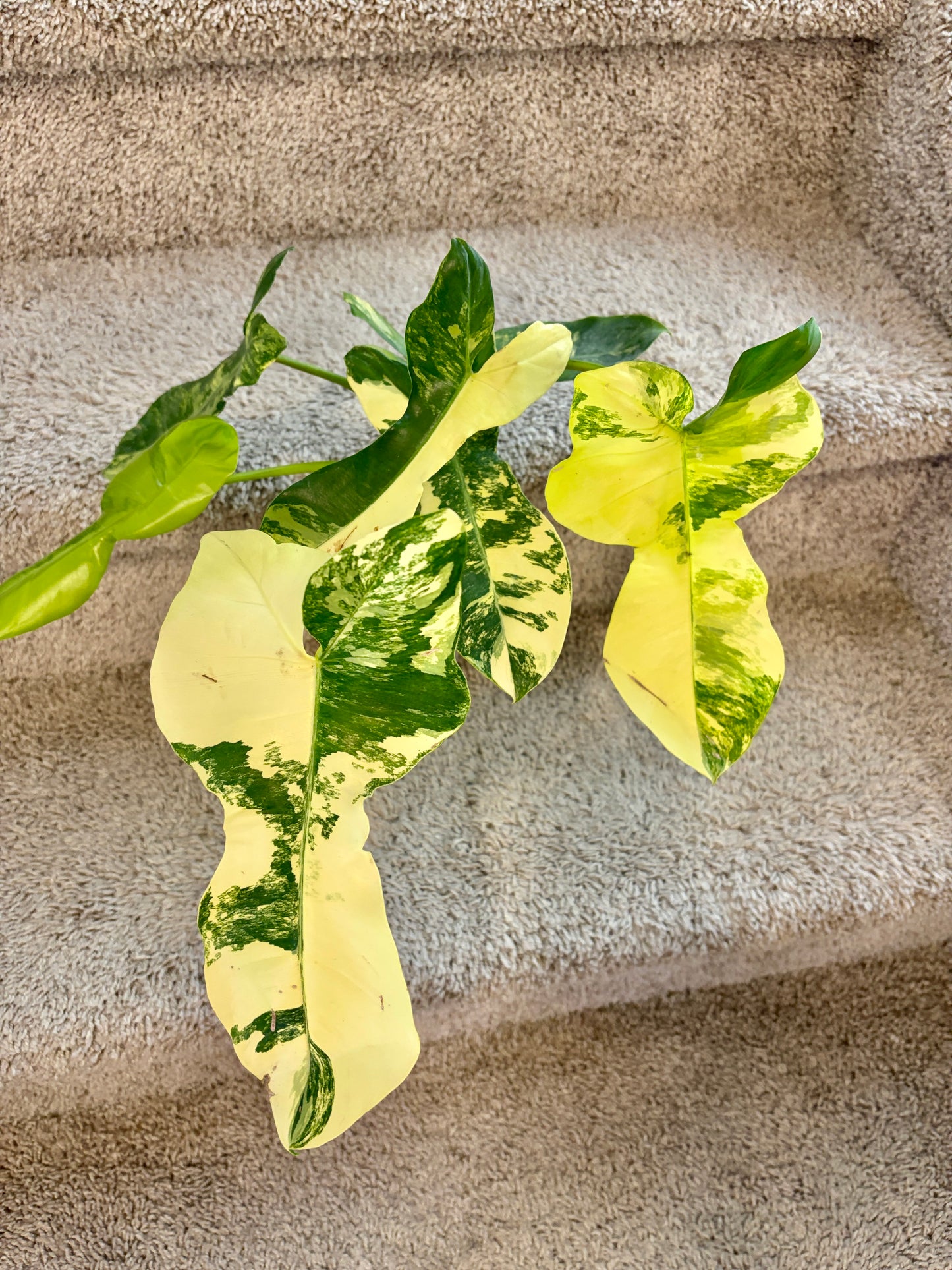 #1 Philodendron Florida Beauty x Paraiso Verde Variegated (7+1 leaves) Purge