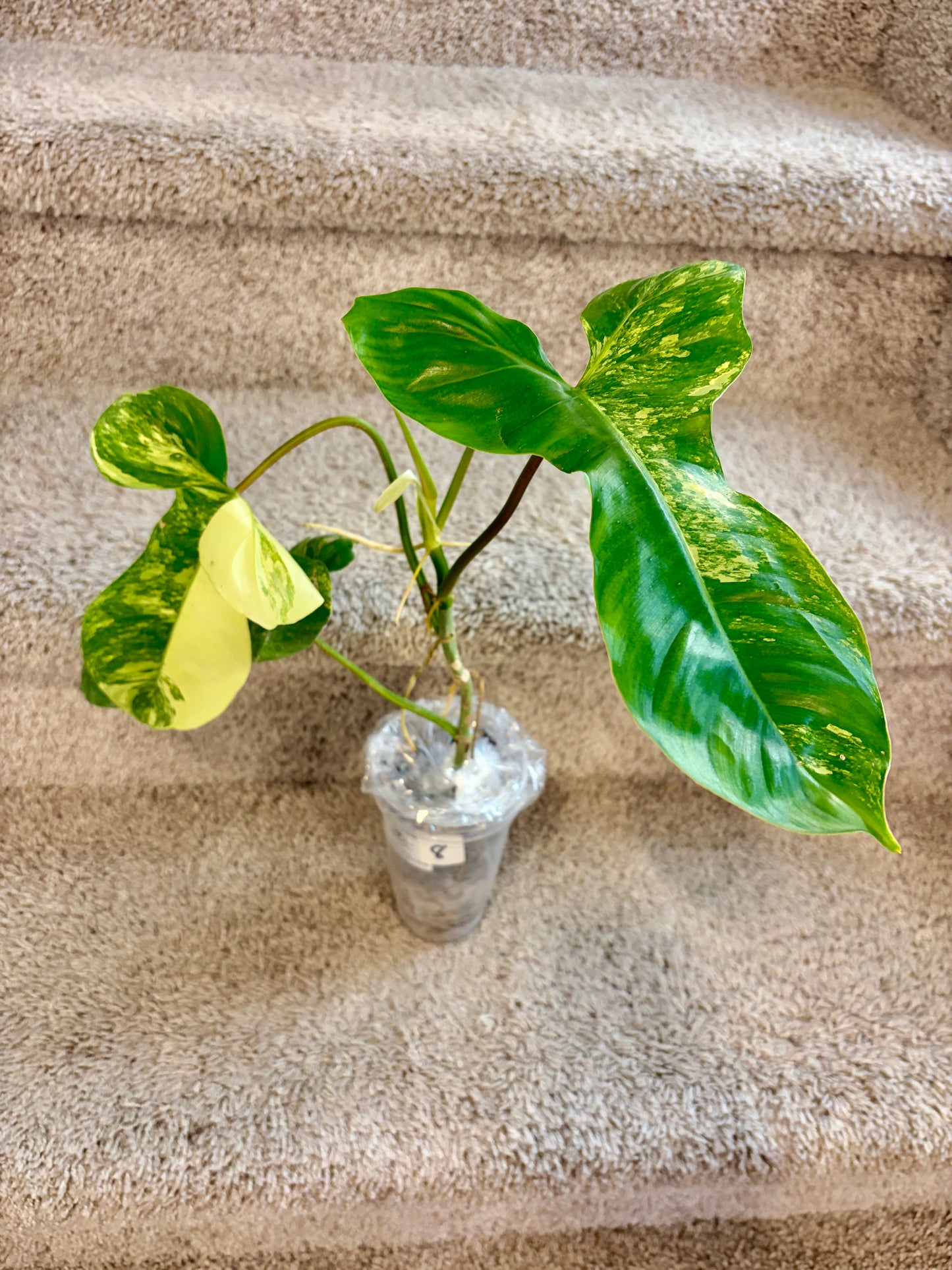 #8 Philodendron Florida Beauty x Paraiso Verde Variegated (4+1 leaves) Purge