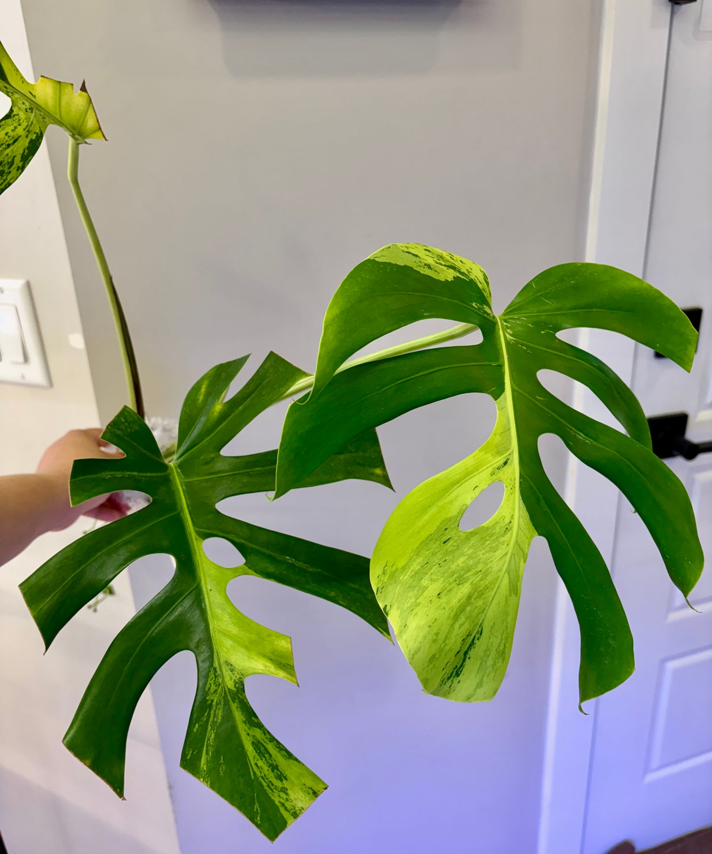 Monstera Light Lime (fully rooted) Purge