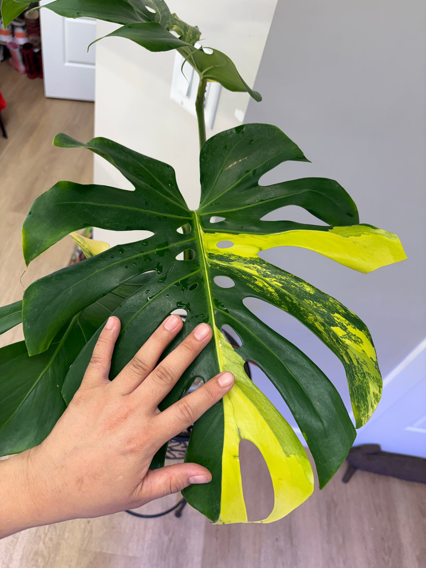 Monstera Pom Pom big (fully rooted) Purge