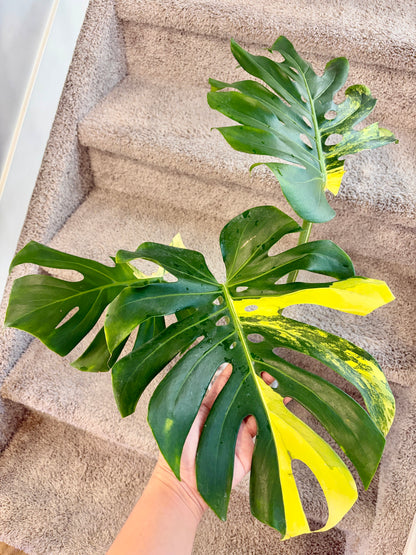 Monstera Pom Pom big (fully rooted) Purge