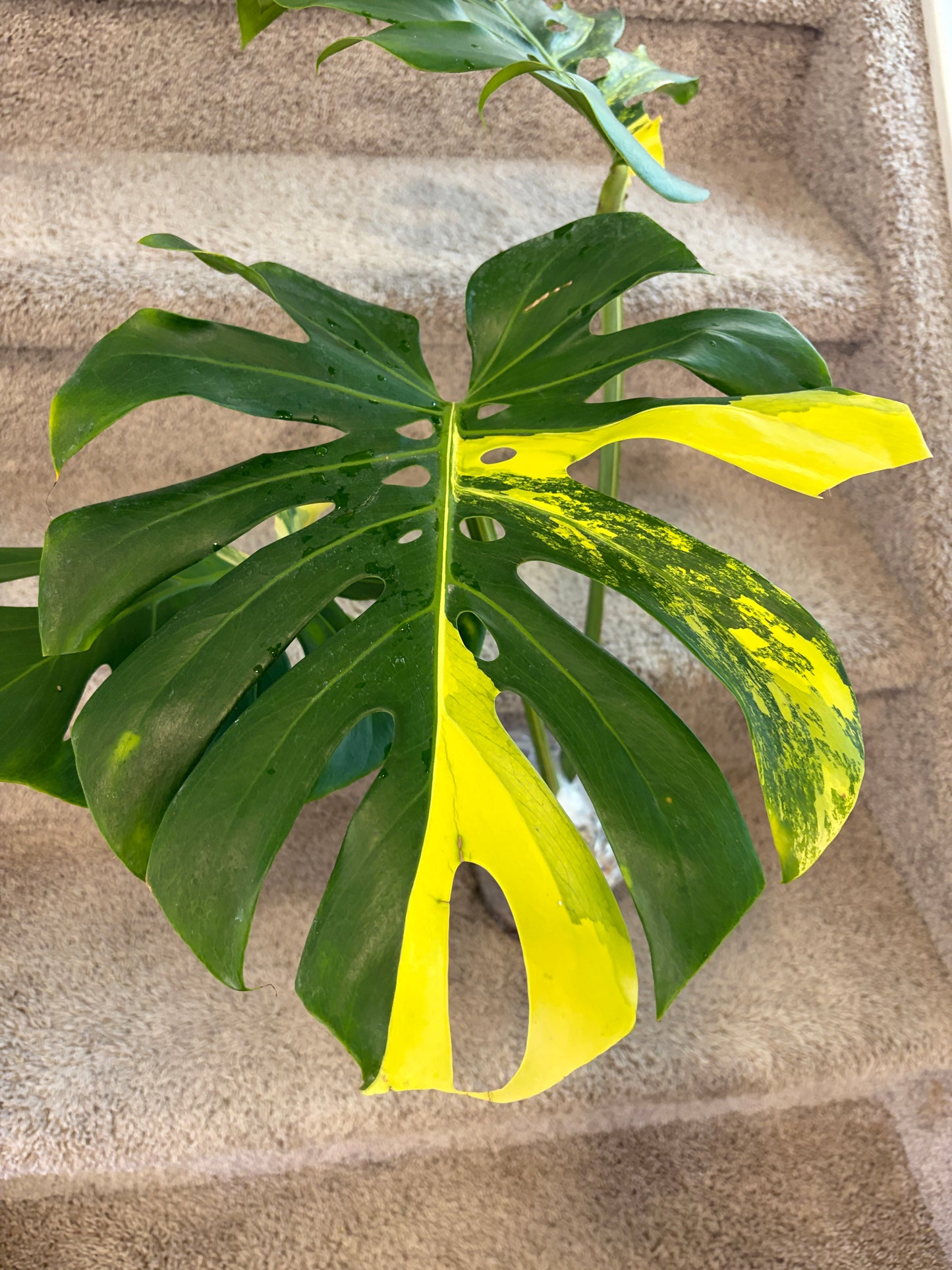 Monstera Pom Pom big (fully rooted) Purge