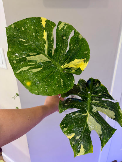 Monstera Scorpion (fully rooted) Purge