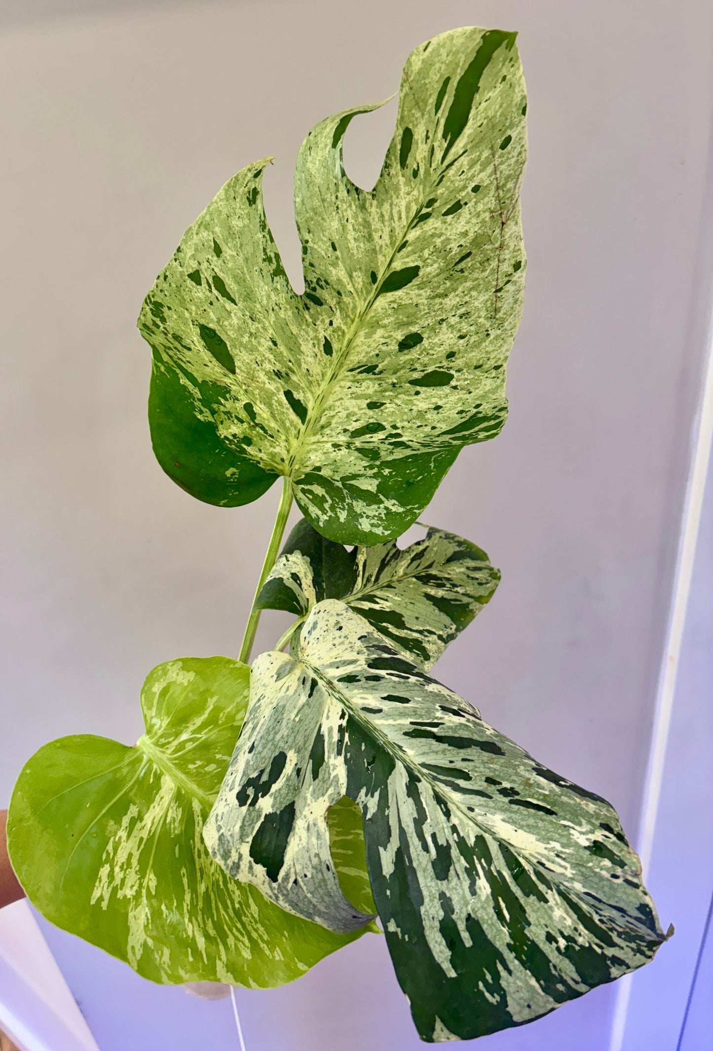 Monstera Bulbasaur (fully rooted) Purge