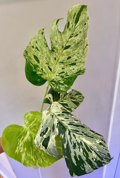 Monstera Bulbasaur (fully rooted) Purge