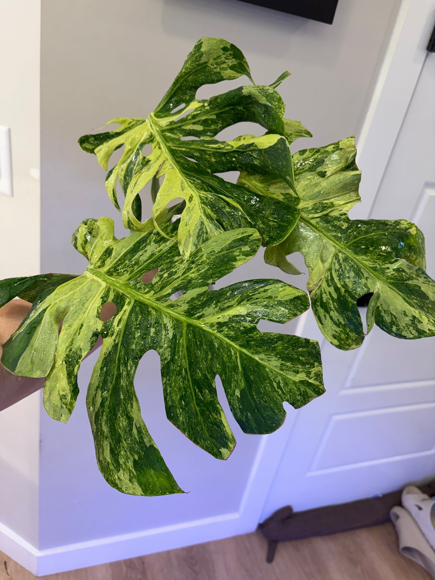 Monstera Ocean Mint (Purge)