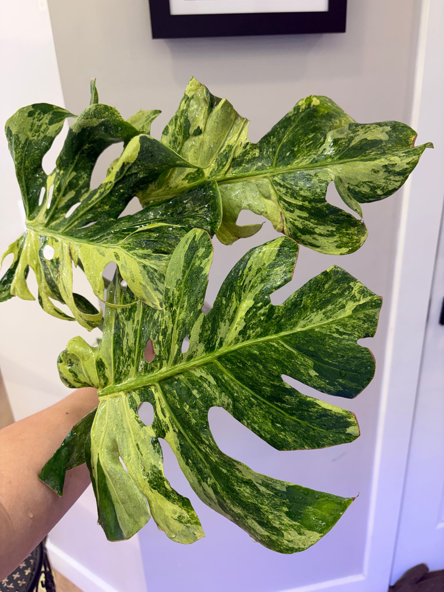 Monstera Ocean Mint (Purge)