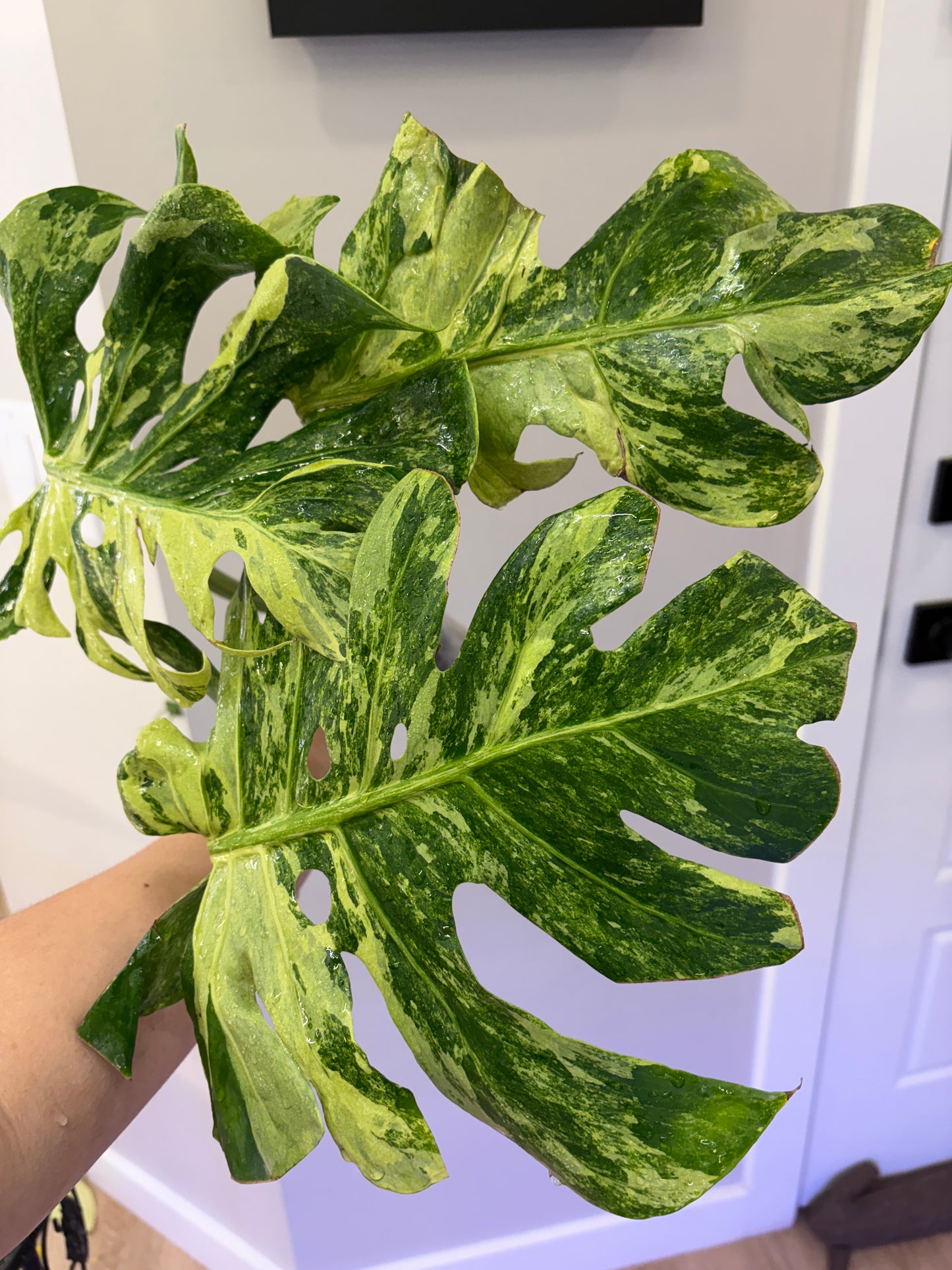 Monstera Ocean Mint (Purge)