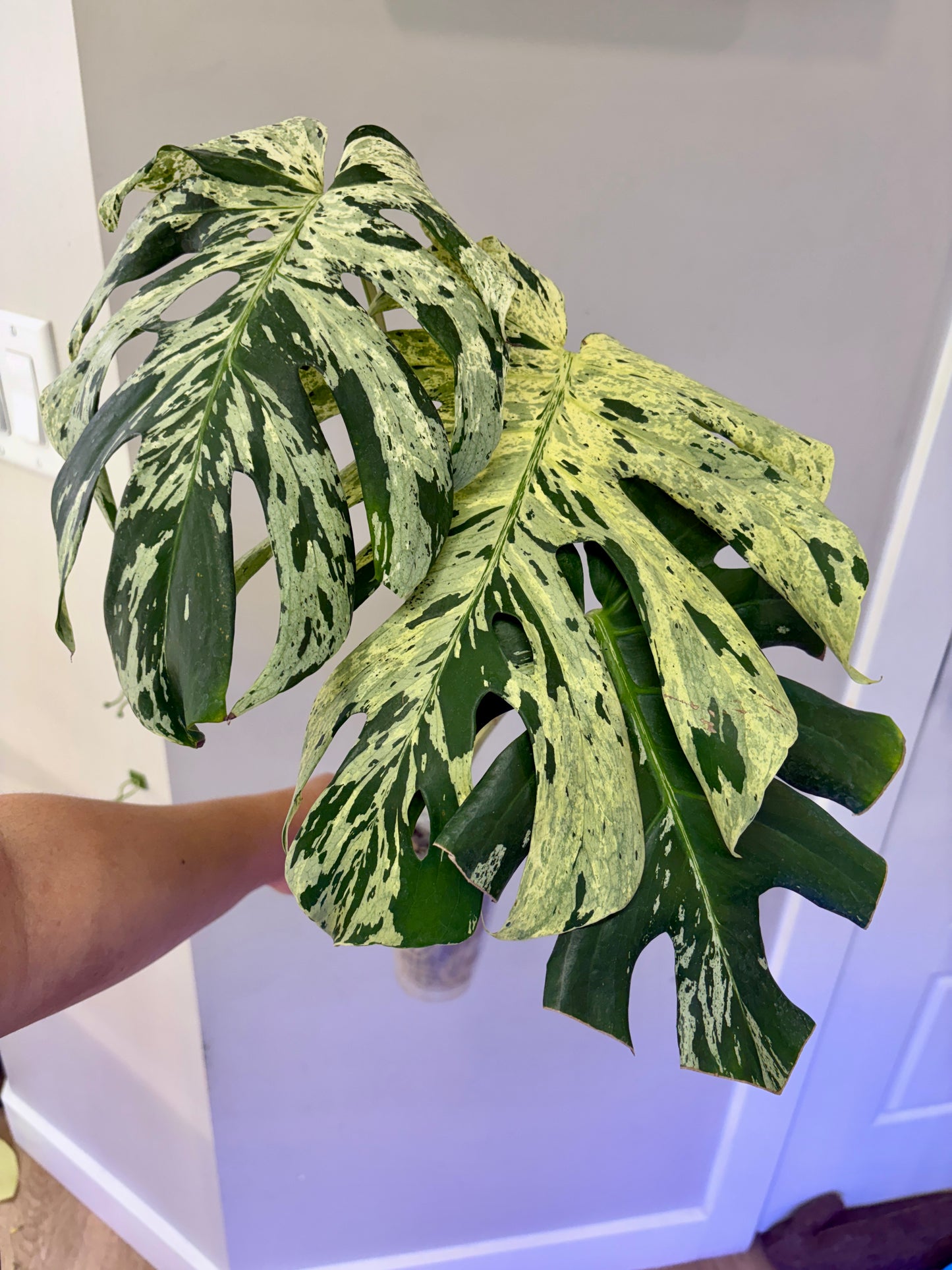 Monstera Bulbasaur (fully rooted) Purge