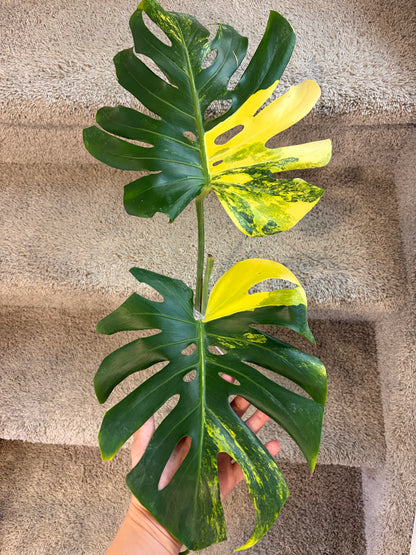 Monstera Pom Pom #2 (fully rooted) Purge
