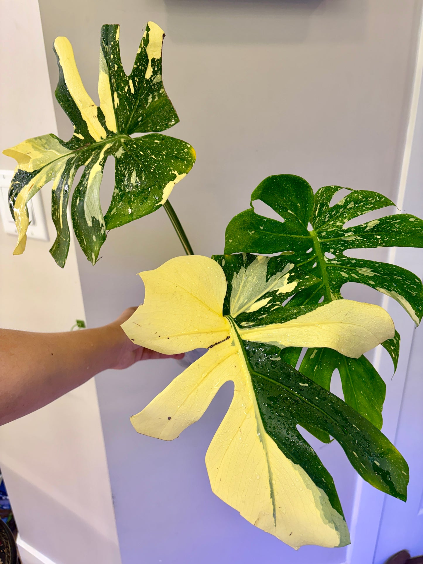 Monstera Ivory (fully rooted) Purge