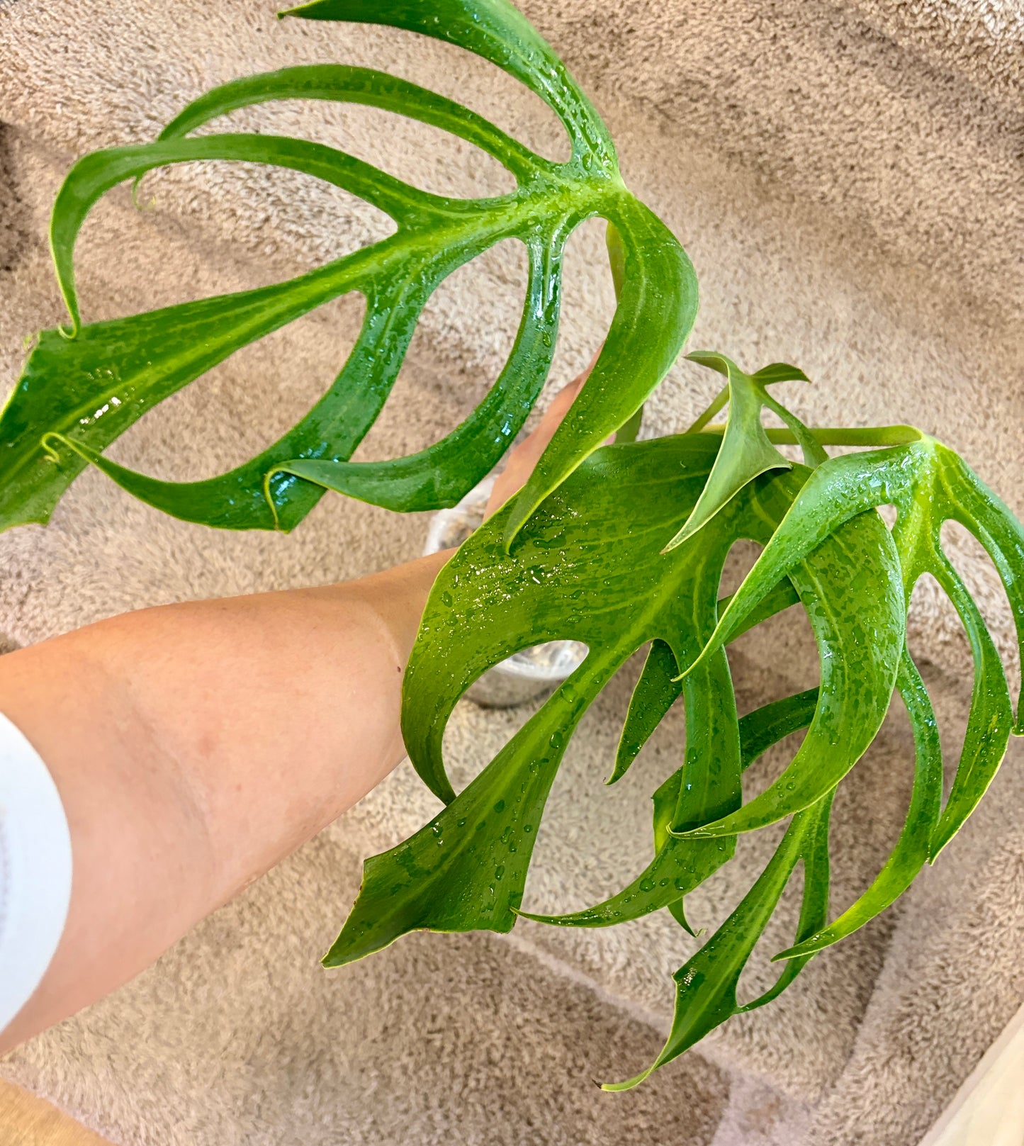 Monstera Burle Marx Flame (fully rooted) fenestrated leaves Purge