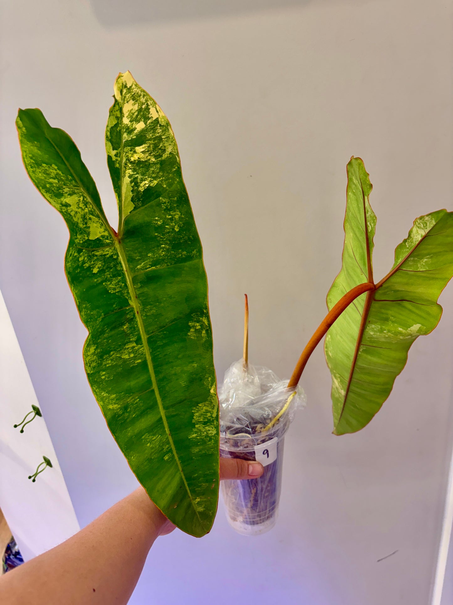 #9 Philodendron Billietiae Variegated (2 leaves +1) Purge
