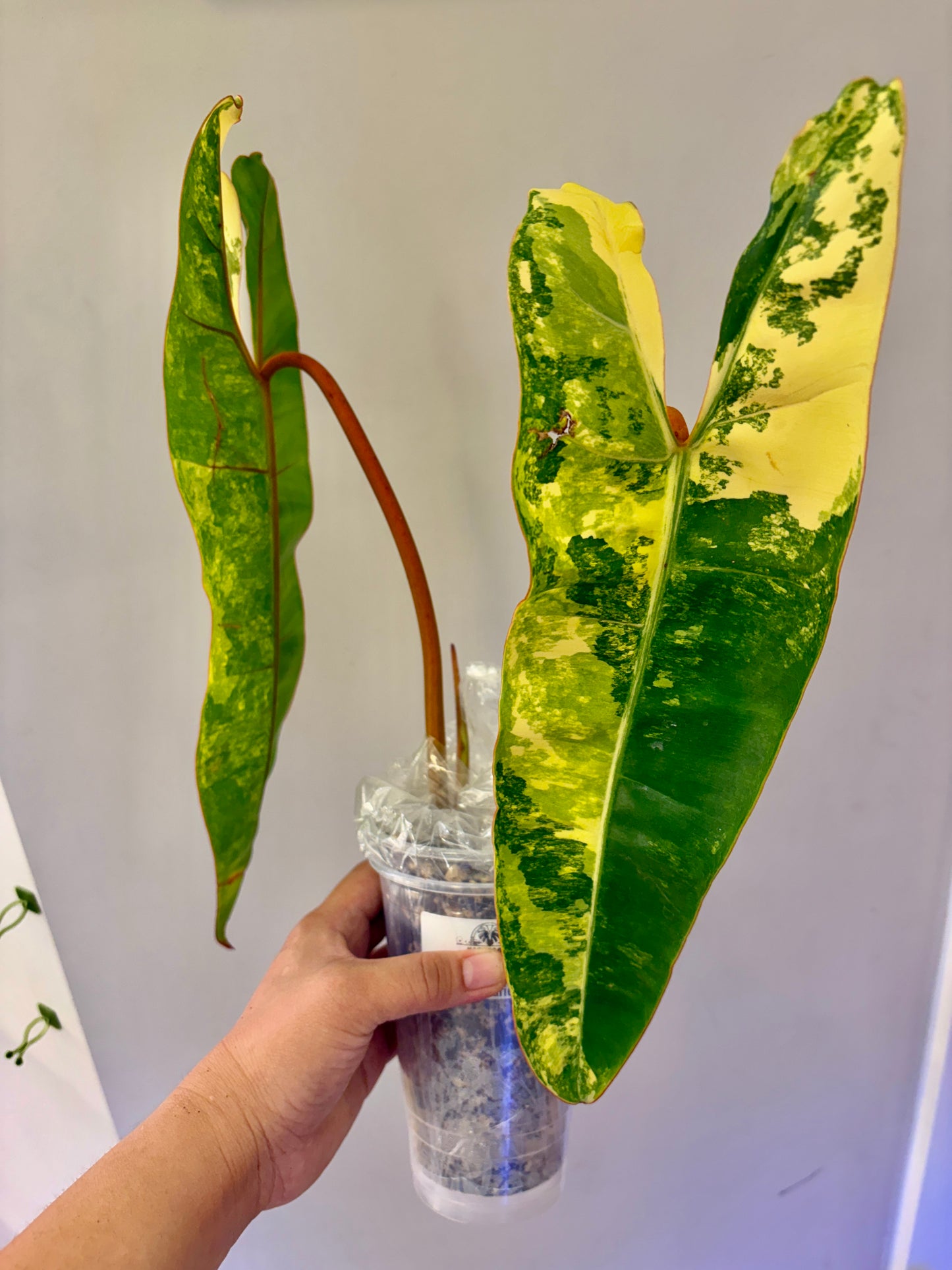#11 Philodendron Billietiae Variegated (2 leaves +1) Purge