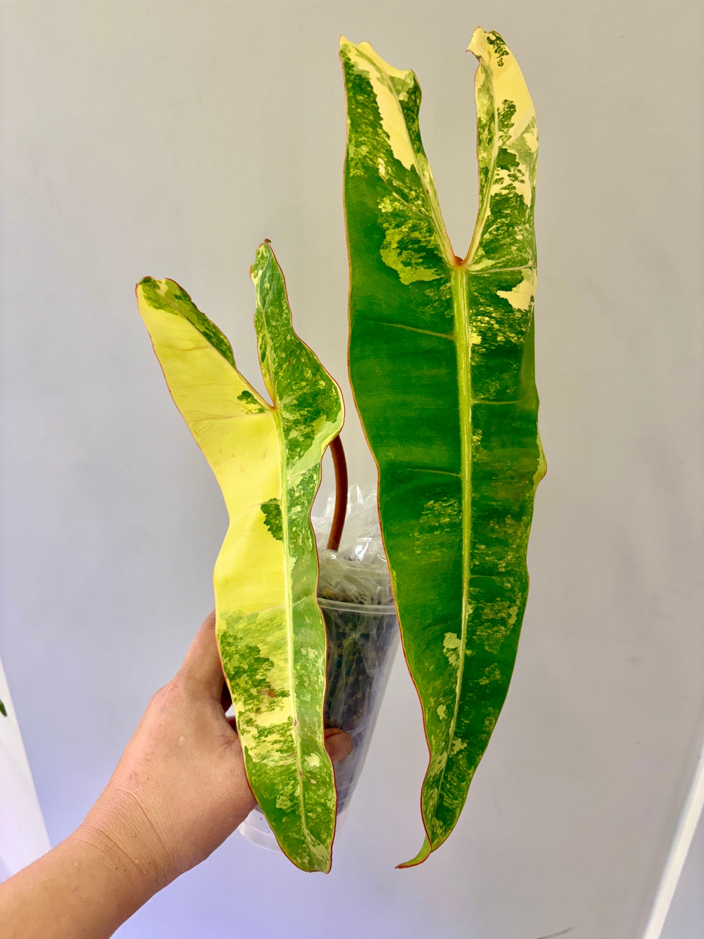 #12 Philodendron Billietiae Variegated (2 leaves +1) Purge