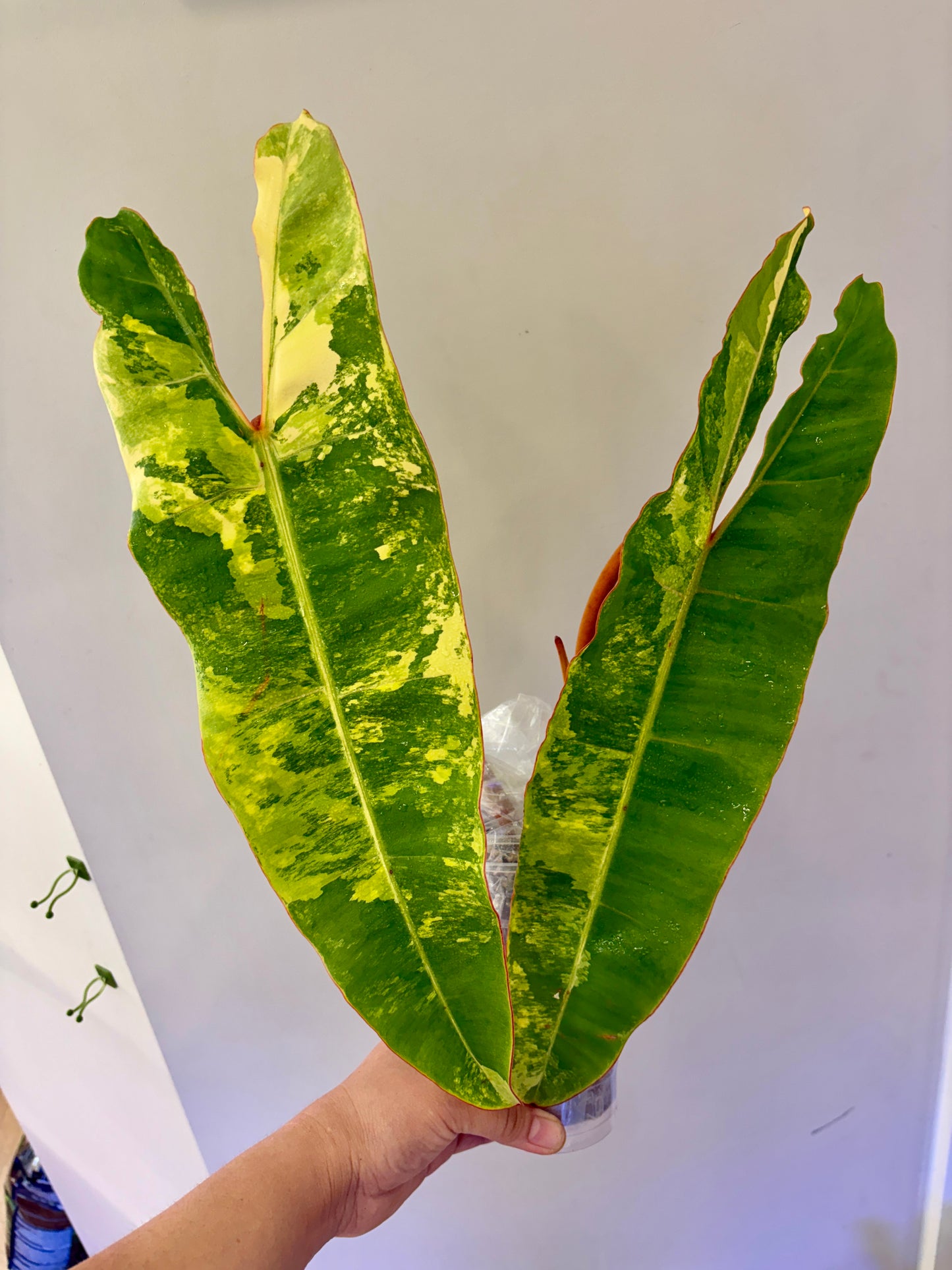 #13 Philodendron Billietiae Variegated (2 leaves +1) Purge