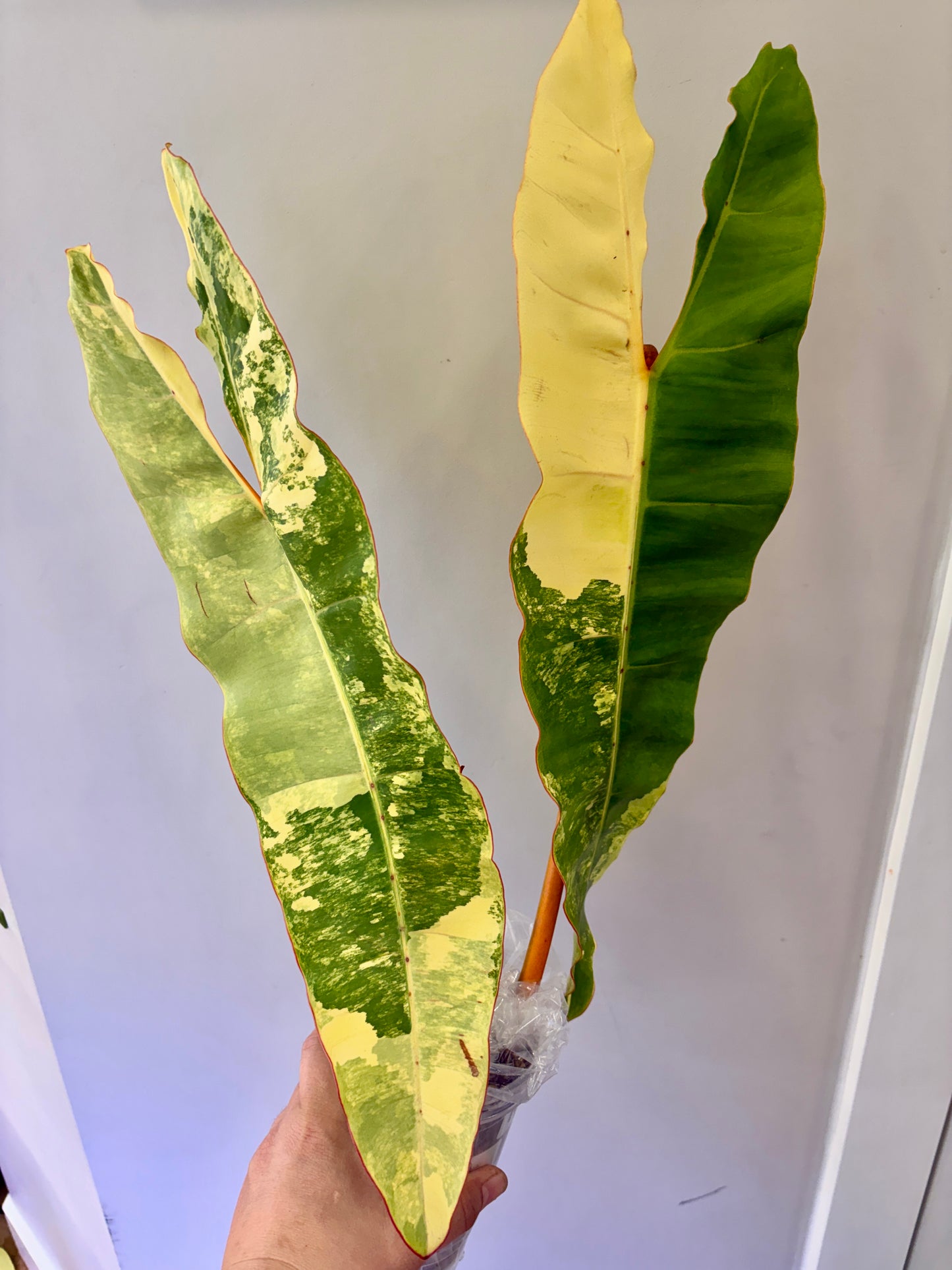 #14 Philodendron Billietiae Variegated (2 leaves +1) Purge