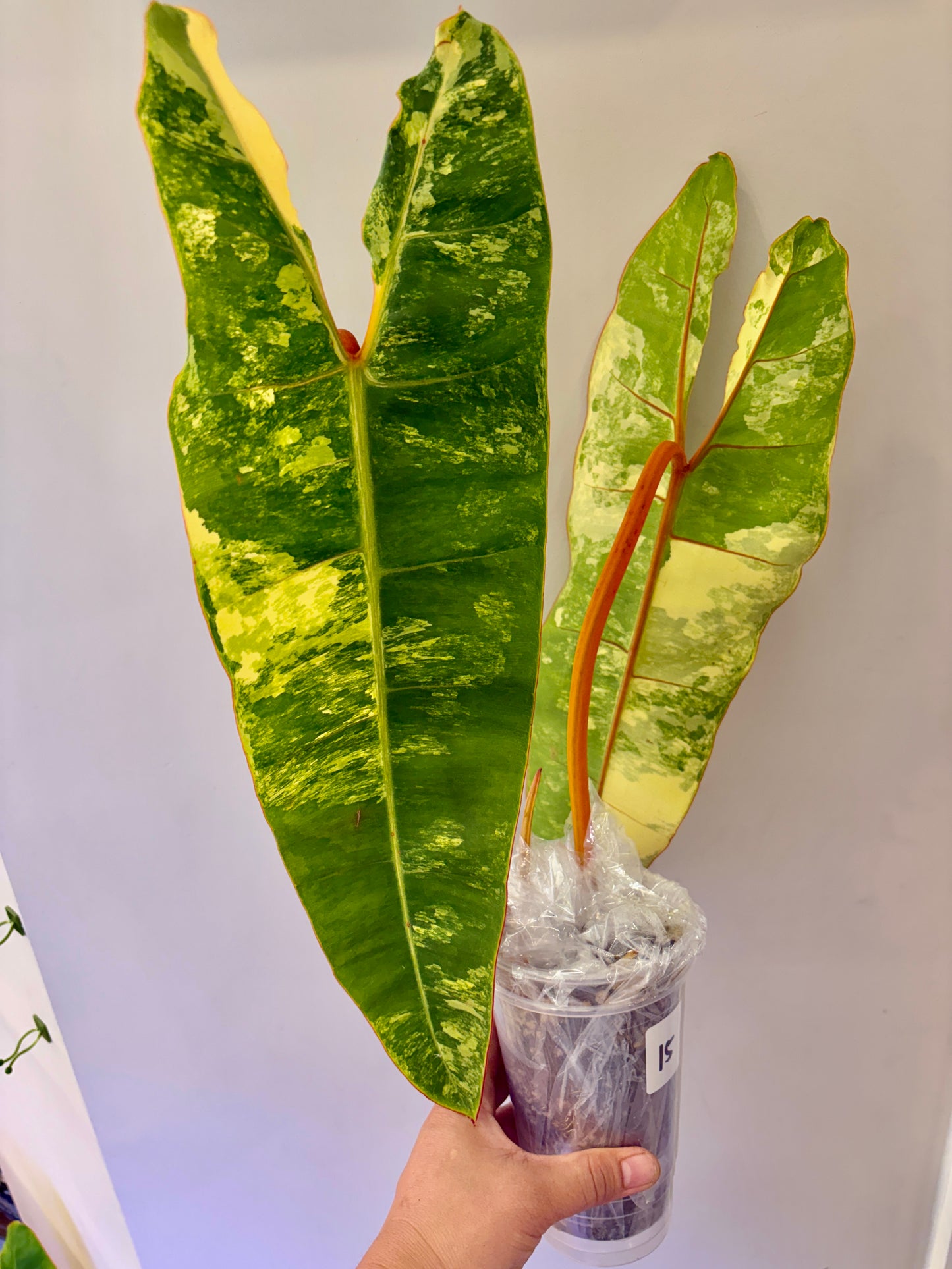 #15 Philodendron Billietiae Variegated (2 leaves +1) Purge