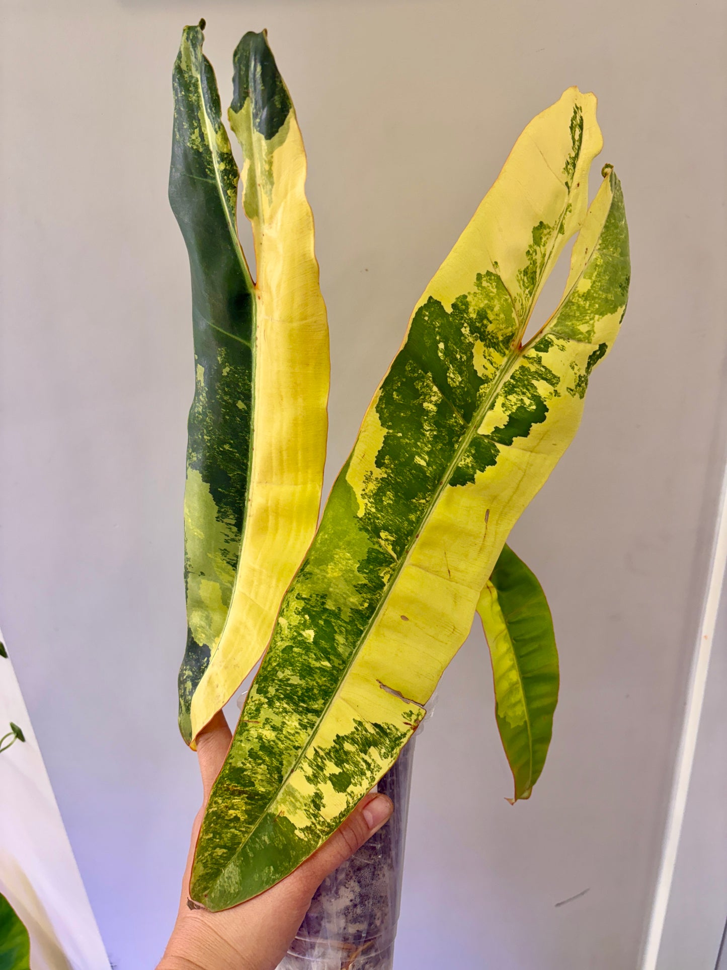 #16 Philodendron Billietiae Variegated (3 leaves +1) Purge