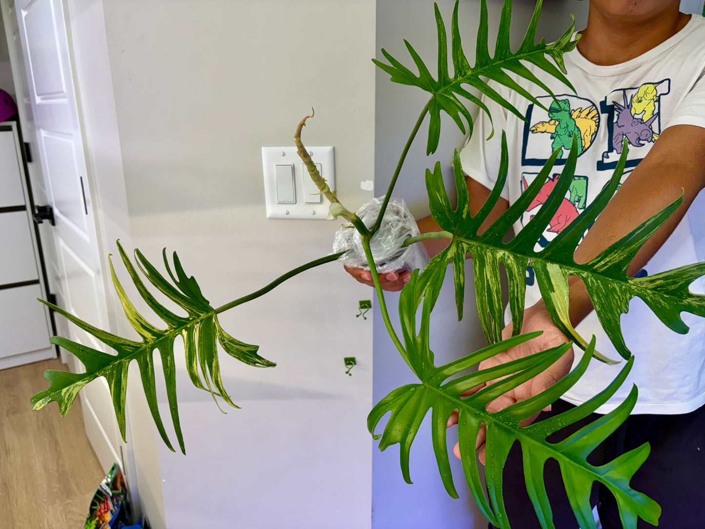 #24 Philodendron FB x Tortum Variegated Purge