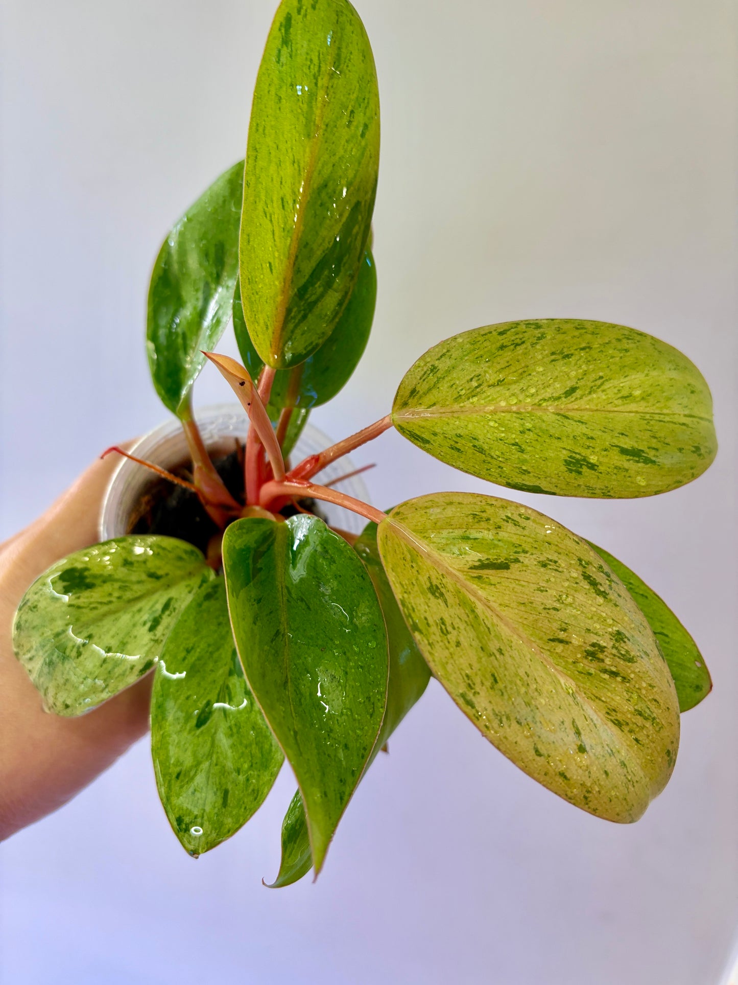#25 Philodendron Red Congo Dwarf Variegated Purge