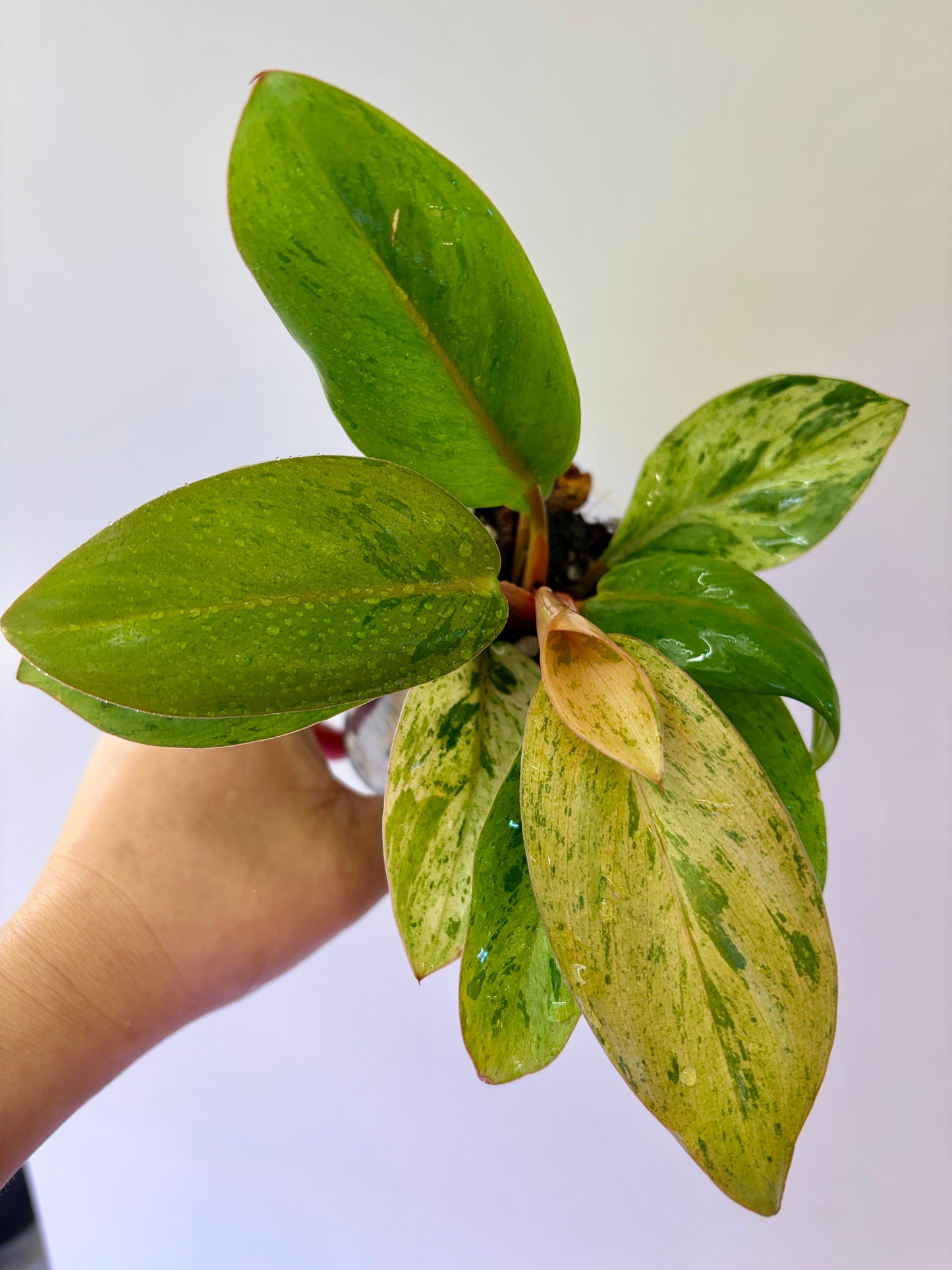 #26 Philodendron Red Congo Dwarf Variegated Purge
