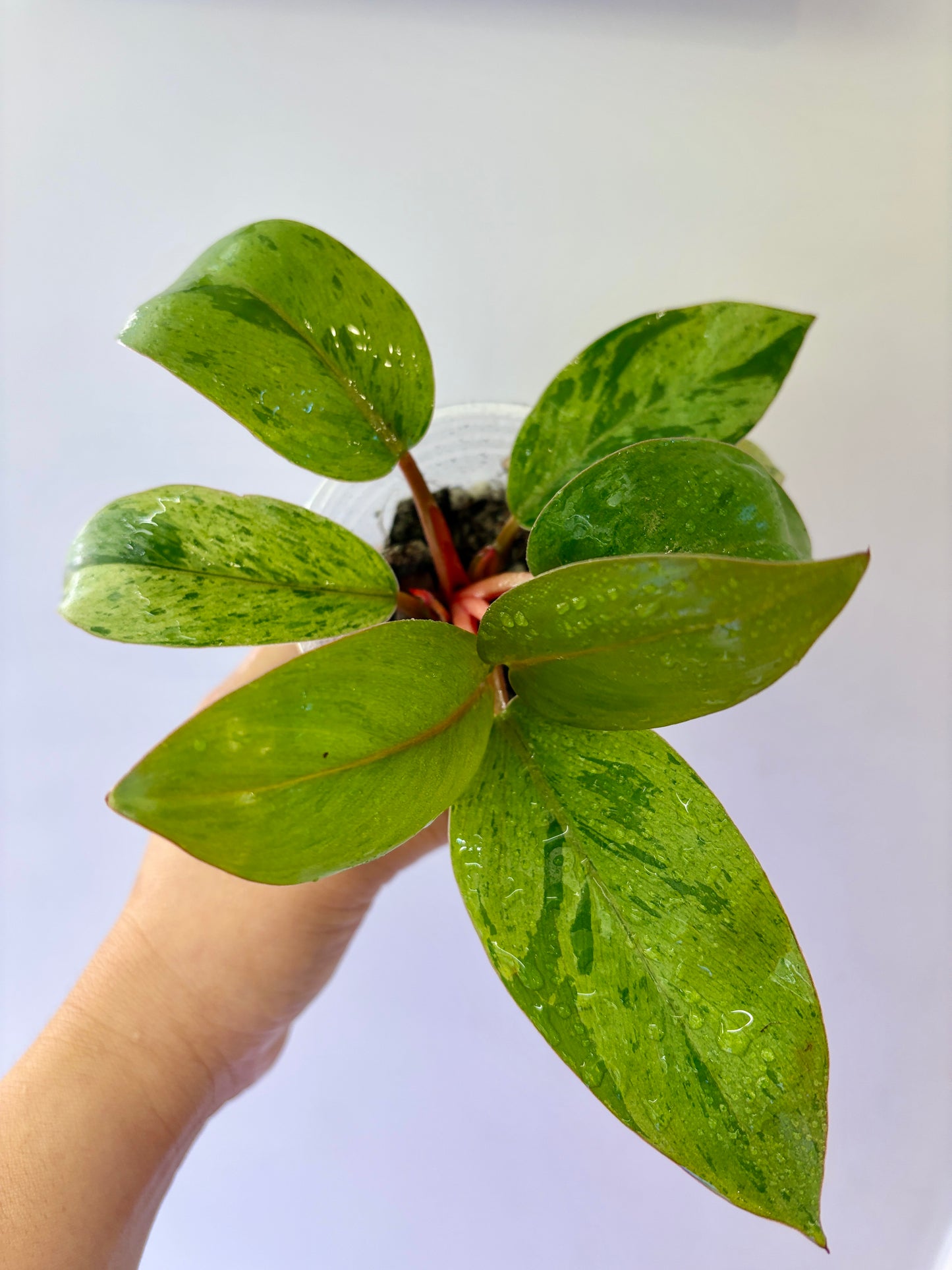 #27 Philodendron Red Congo Dwarf Variegated Purge