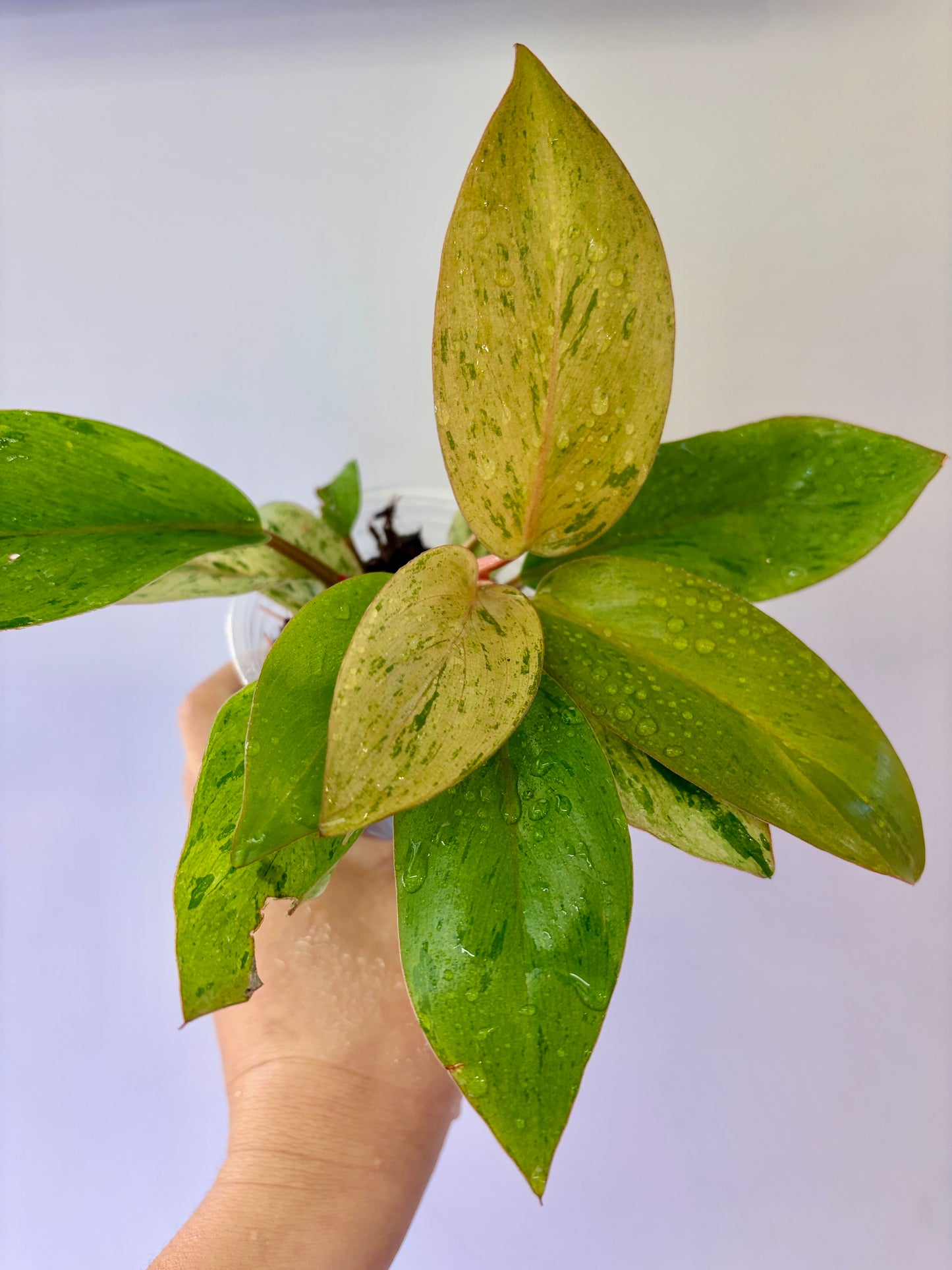 #28 Philodendron Red Congo Dwarf Variegated Purge