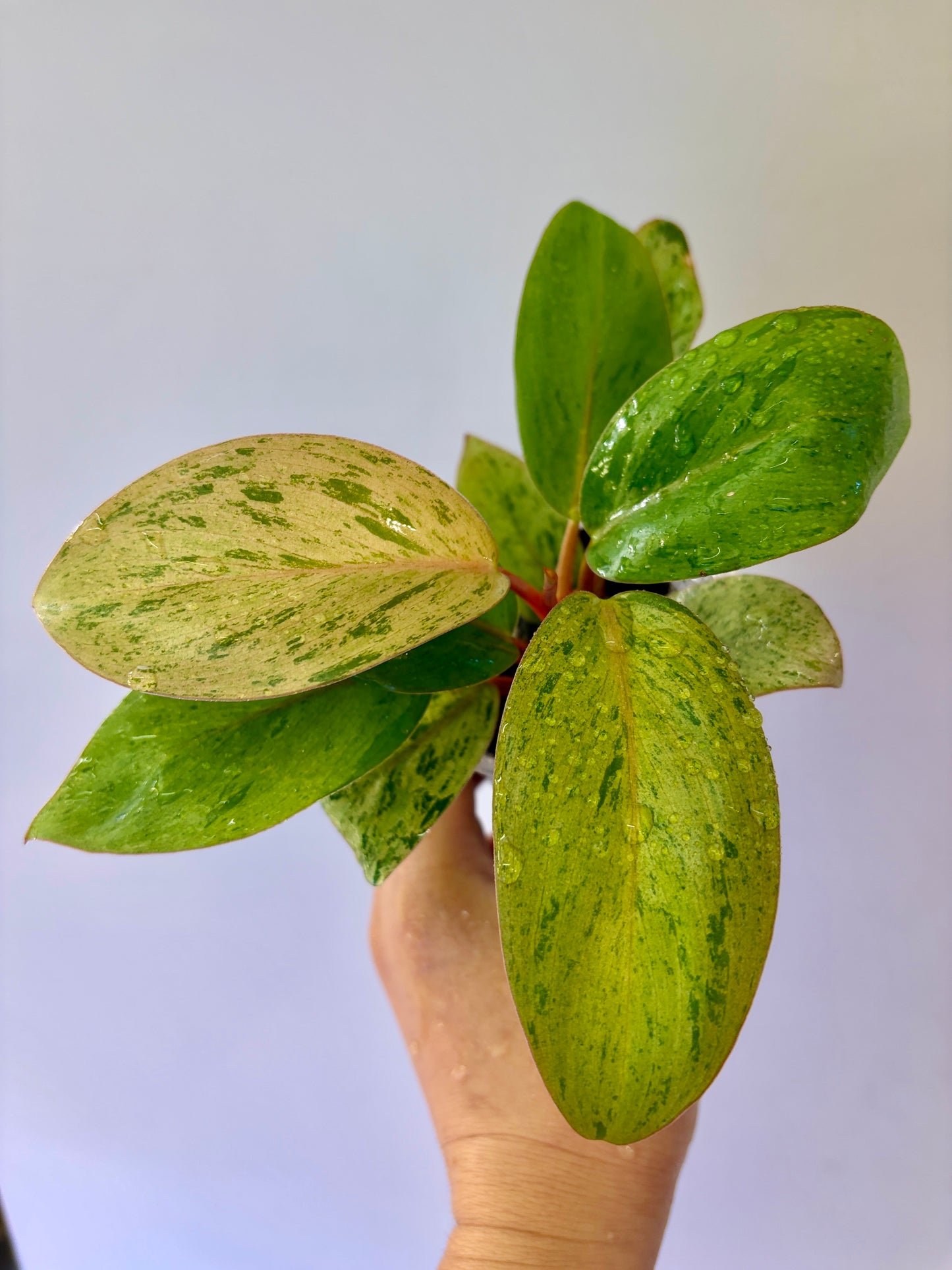 #29 Philodendron Red Congo Dwarf Variegated Purge