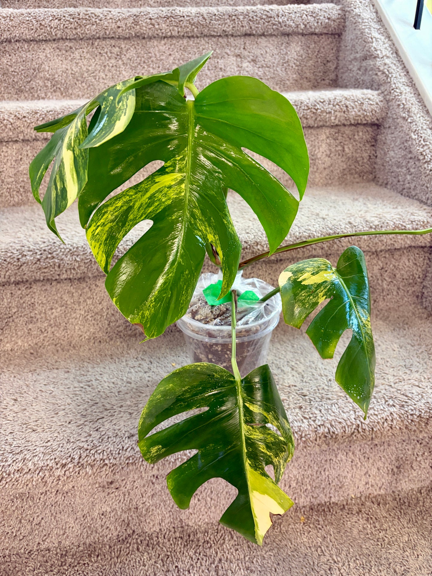 Monstera Aurea with 6 leaves —- Purge sale