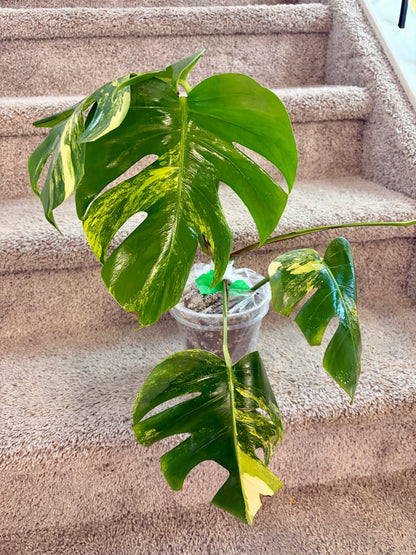 Monstera Aurea with 6 leaves —- Purge sale