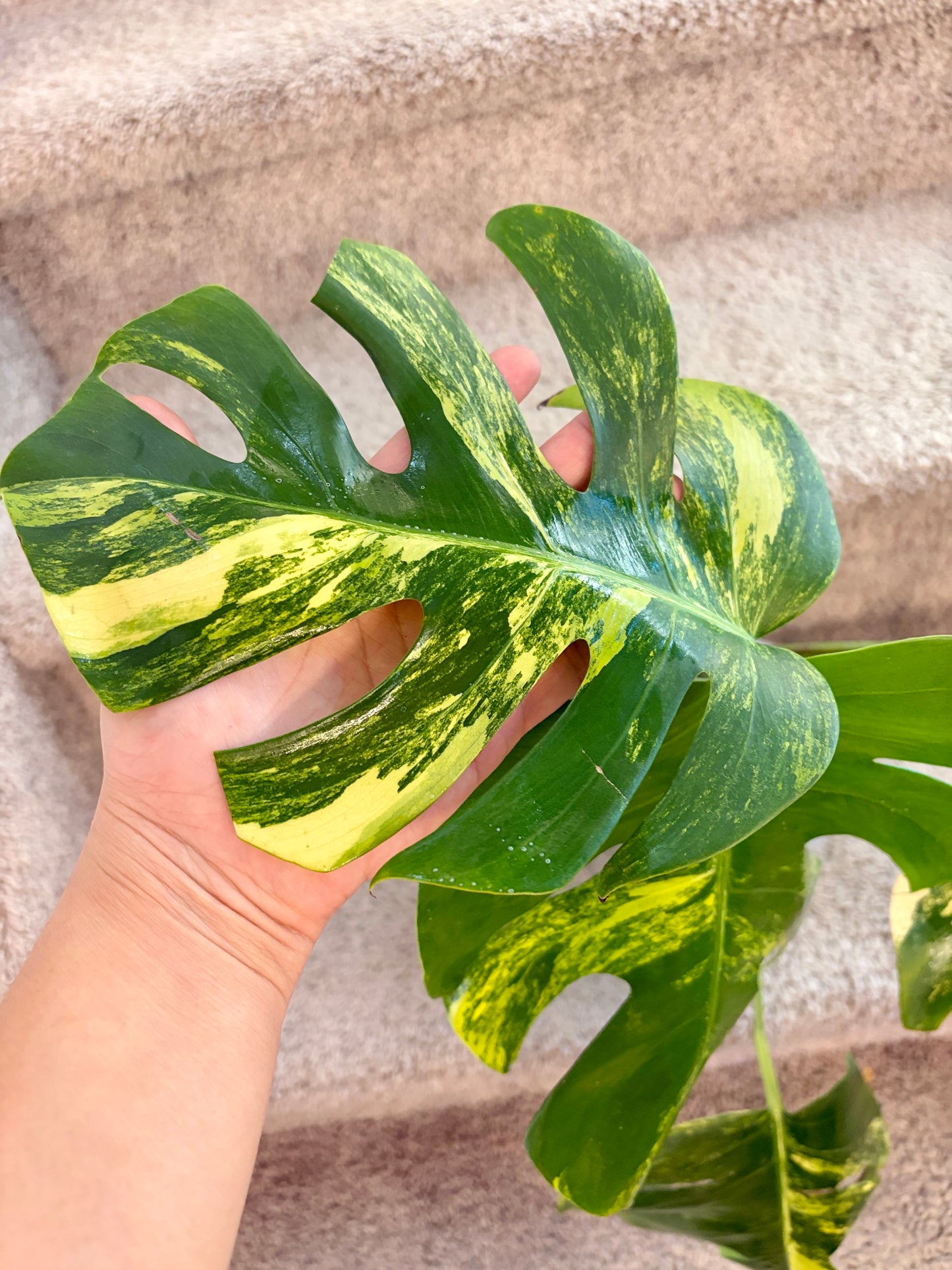 Monstera Aurea with 6 leaves —- Purge sale