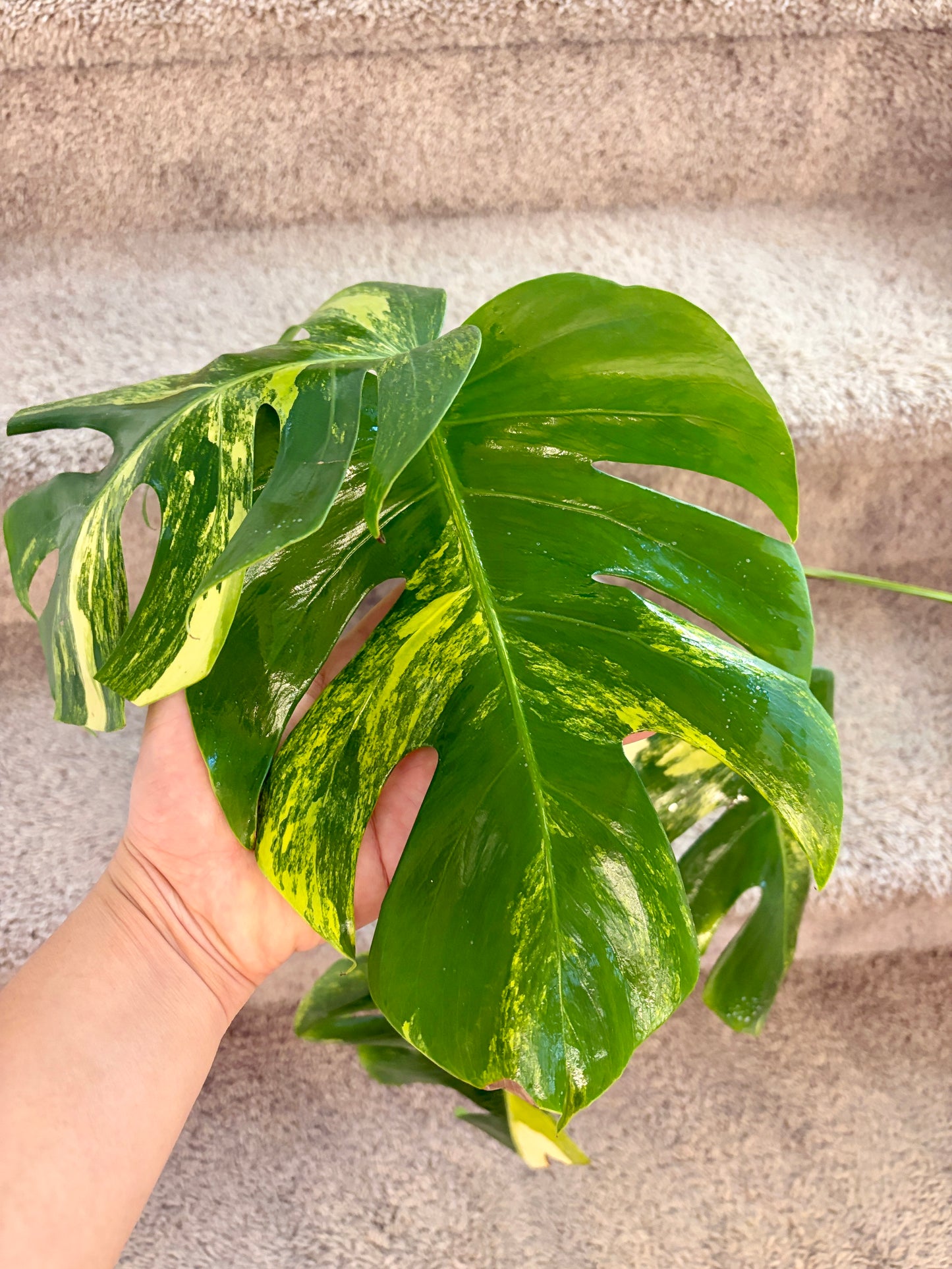 Monstera Aurea with 6 leaves —- Purge sale