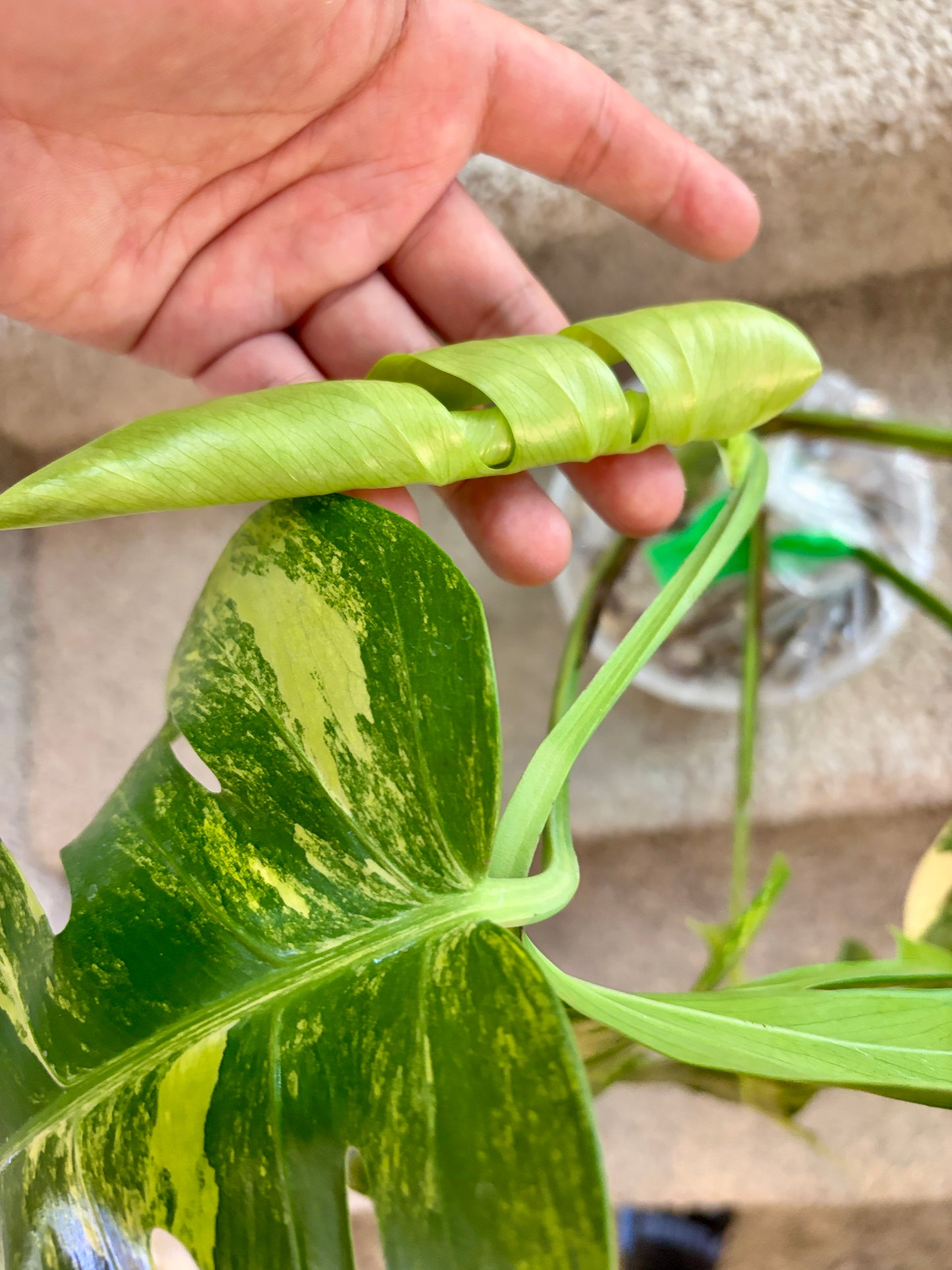 Monstera Aurea with 6 leaves —- Purge sale